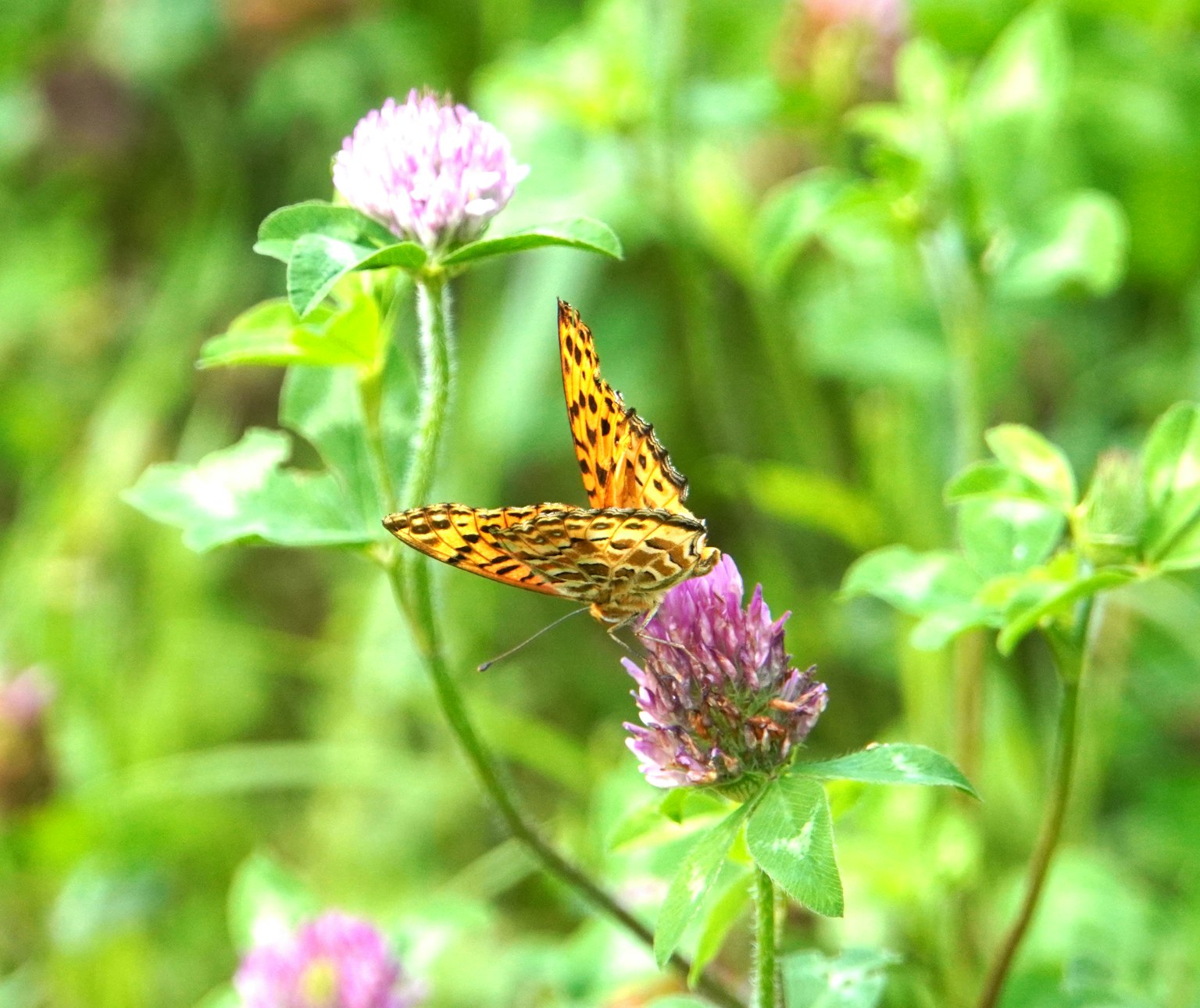 Una mariposa naranja y negra con manchas posada sobre una flor morada con un fondo verde