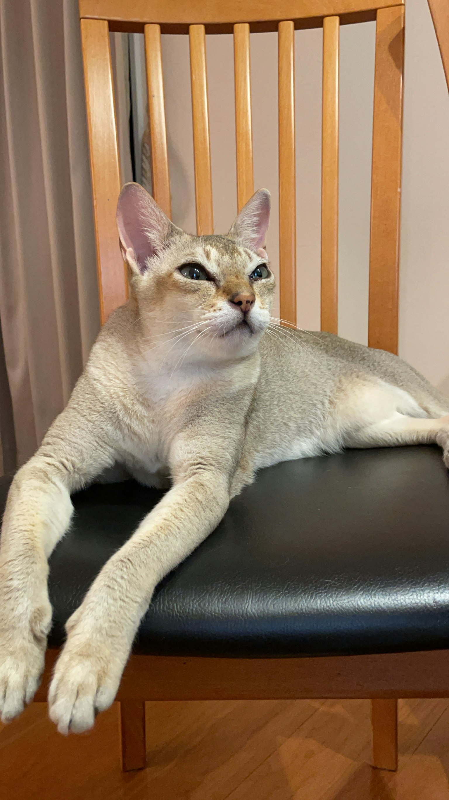 坐在椅子上的猫 银色毛皮 大耳朵和绿色眼睛