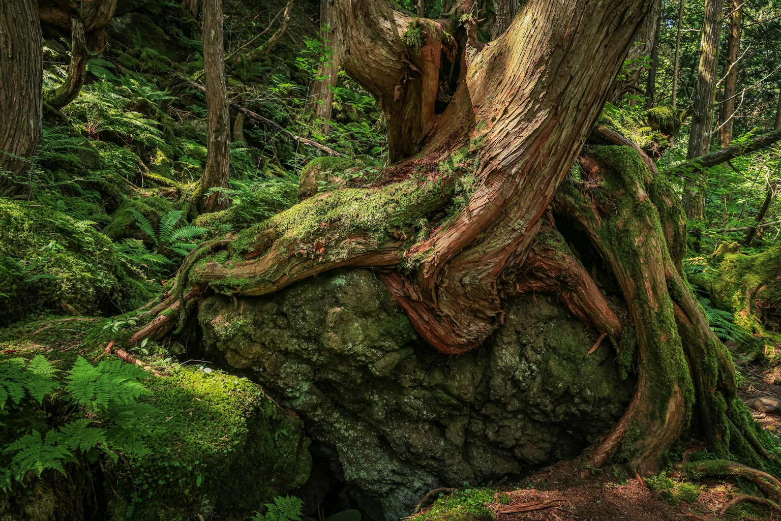 Ein Baumstamm mit Wurzeln, die über einen großen Felsen in einem üppigen Wald wachsen