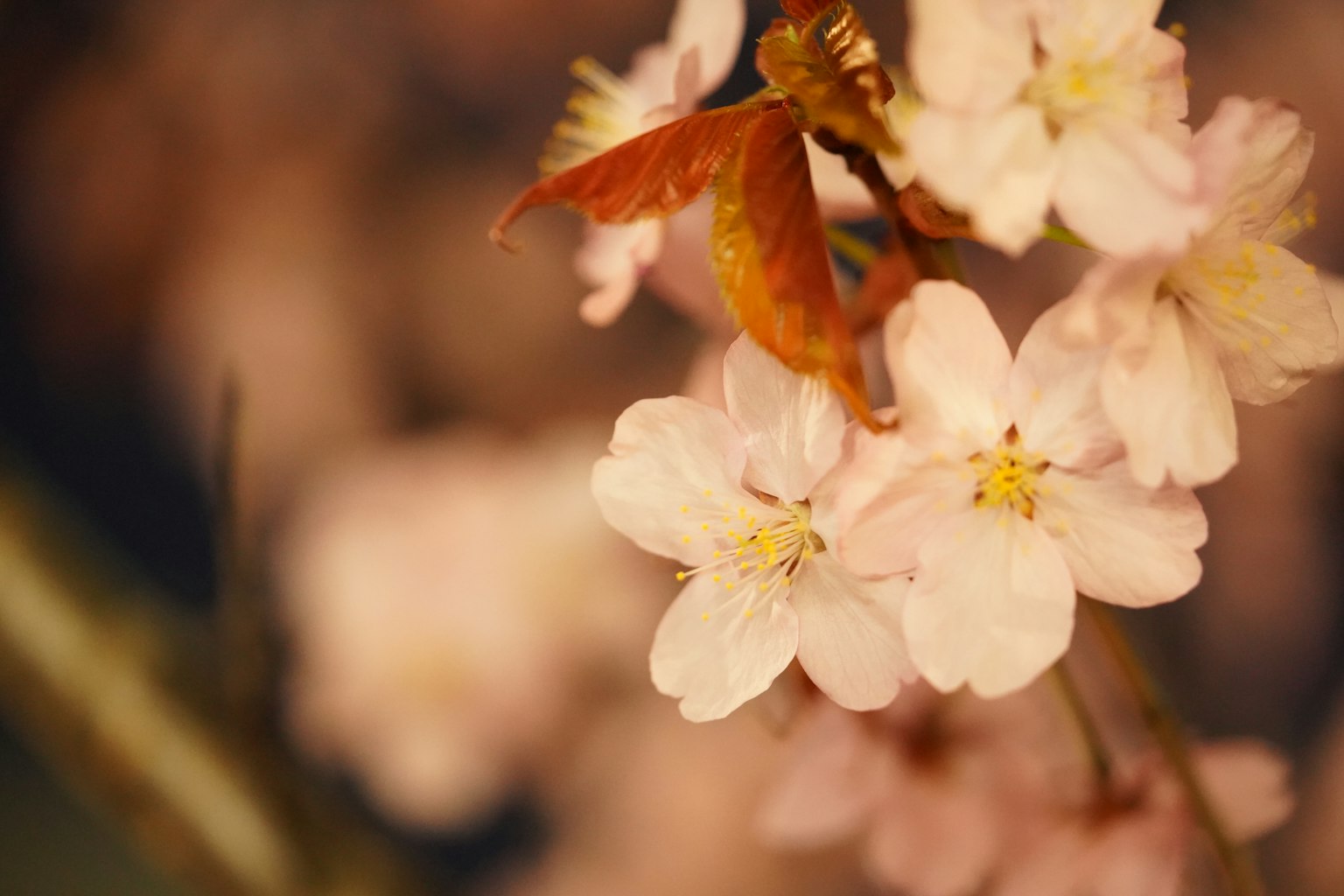 Magnifique scène avec des fleurs de cerisier et des feuilles d'automne