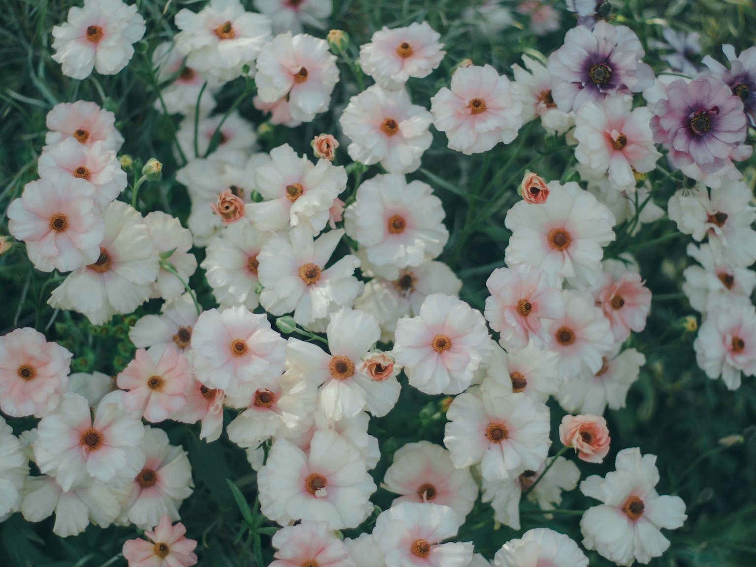 Nahaufnahme eines Gartens mit bunten Blumen
