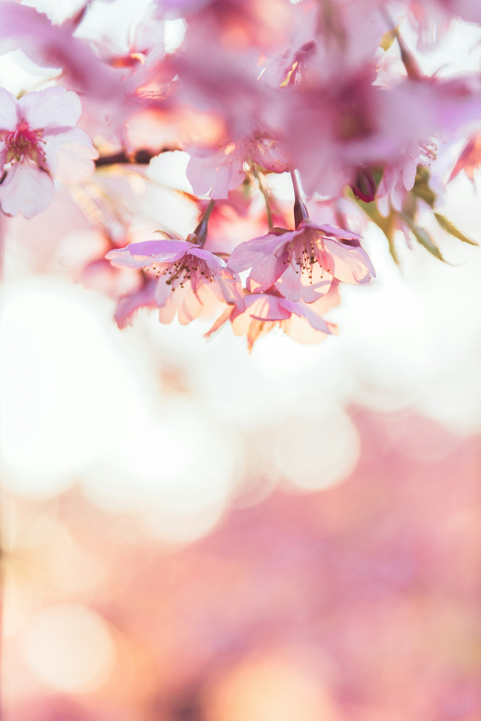 Soft pink background with blooming cherry blossoms