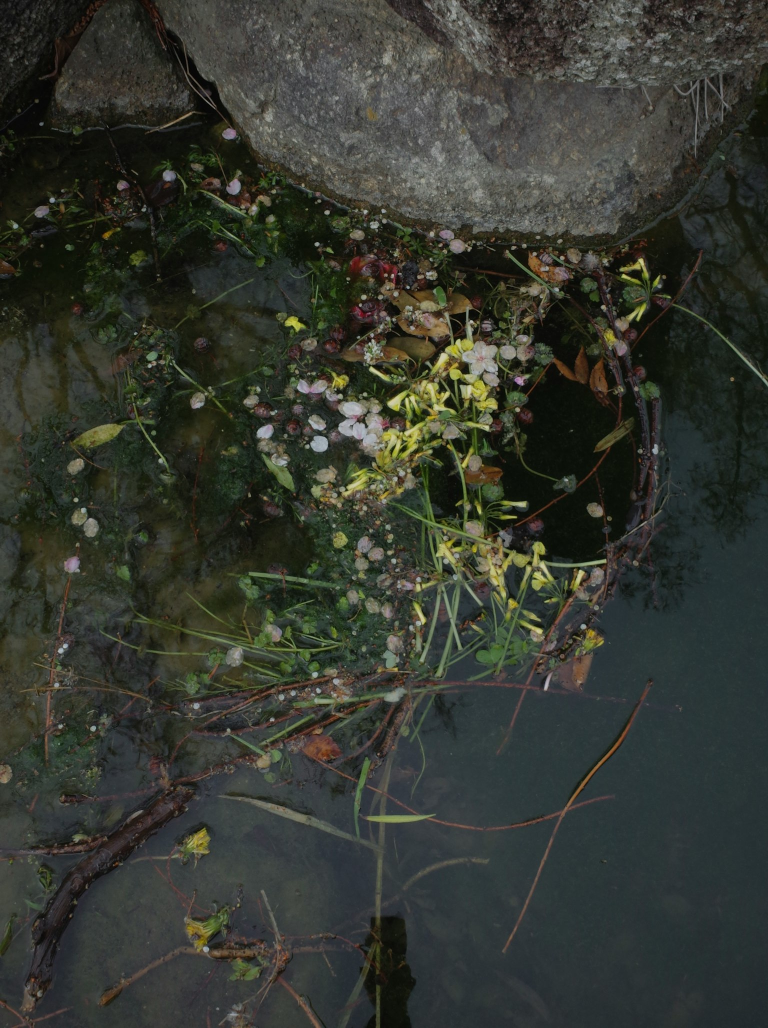 Schwimmende grüne Pflanzen und kleine Steine auf der Wasseroberfläche