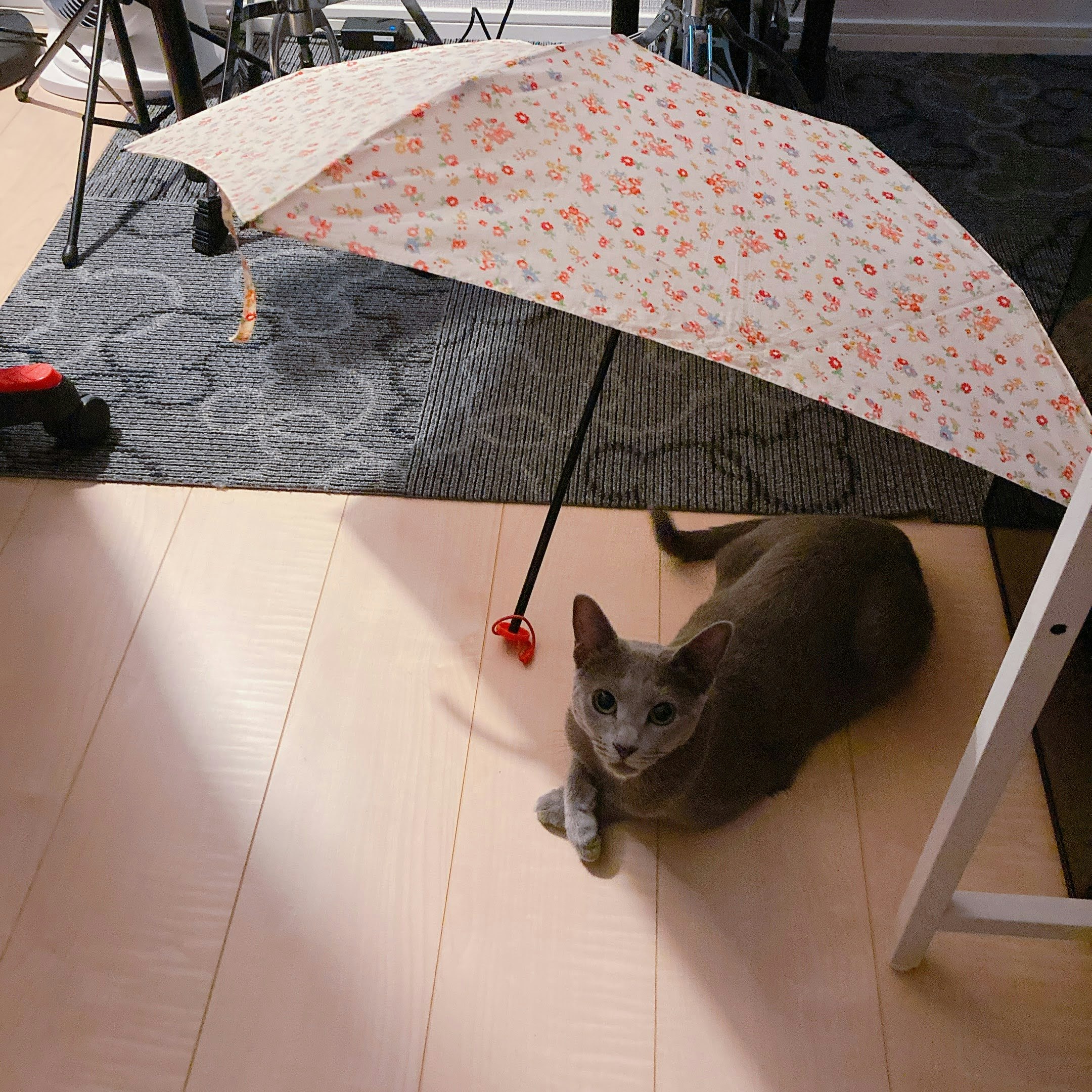 地板上躺着的猫和带图案的伞