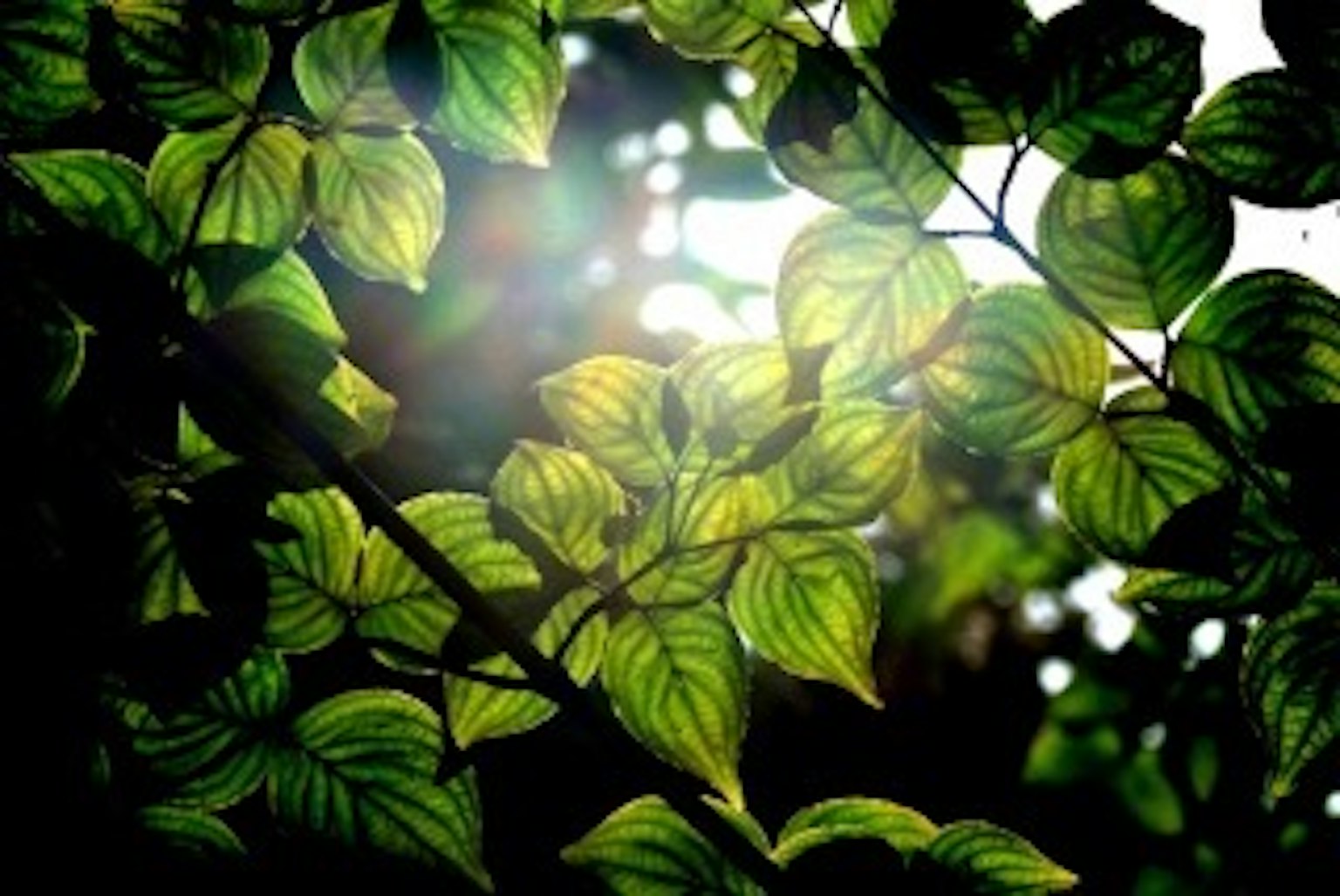 Beautiful photo of green leaves illuminated by sunlight