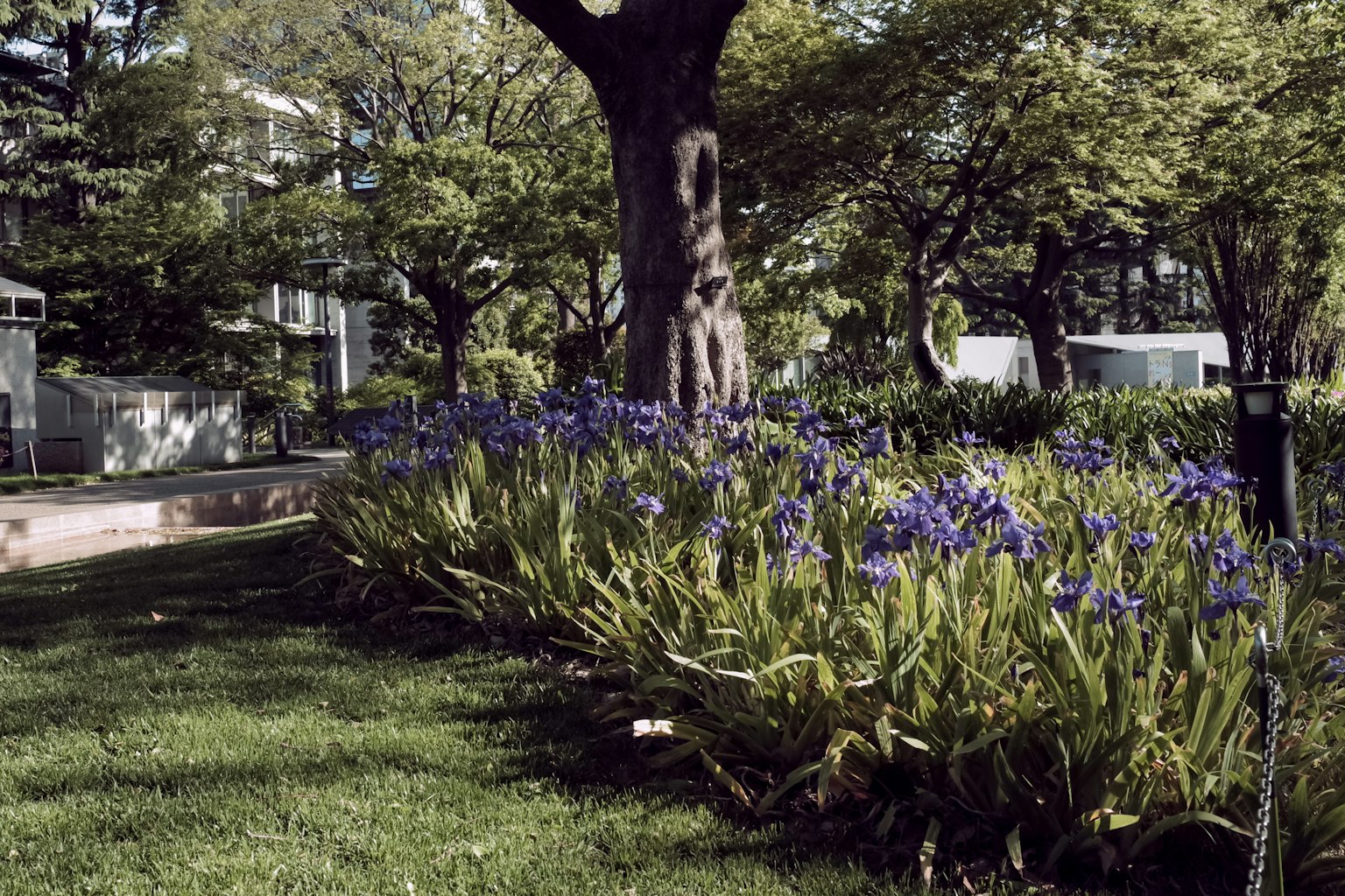 公園中有藍色花朵和綠色草坪的花園風景