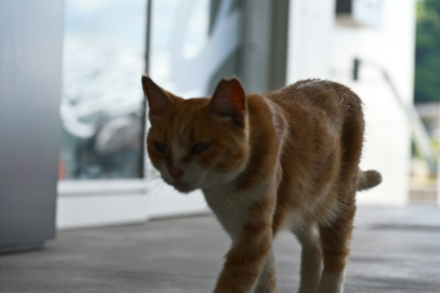 Eine orangefarbene Katze, die in der Nähe einer Glastür mit hellem Hintergrund geht