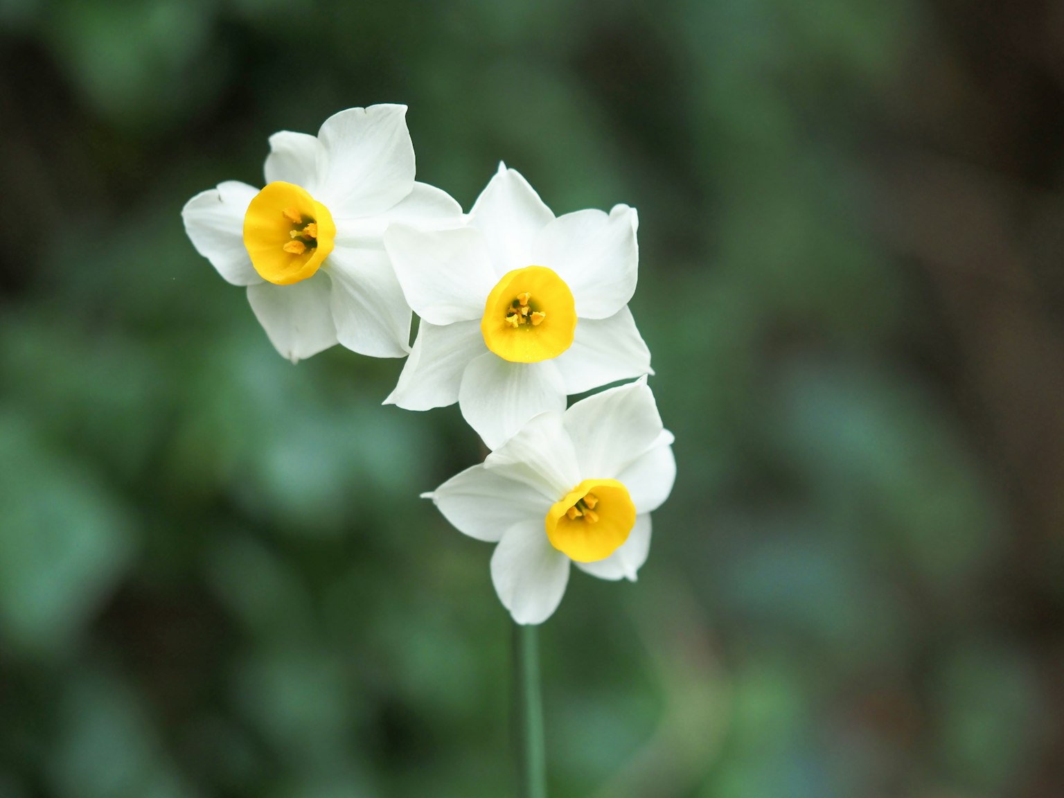 Three white daffodil flowers with yellow centers