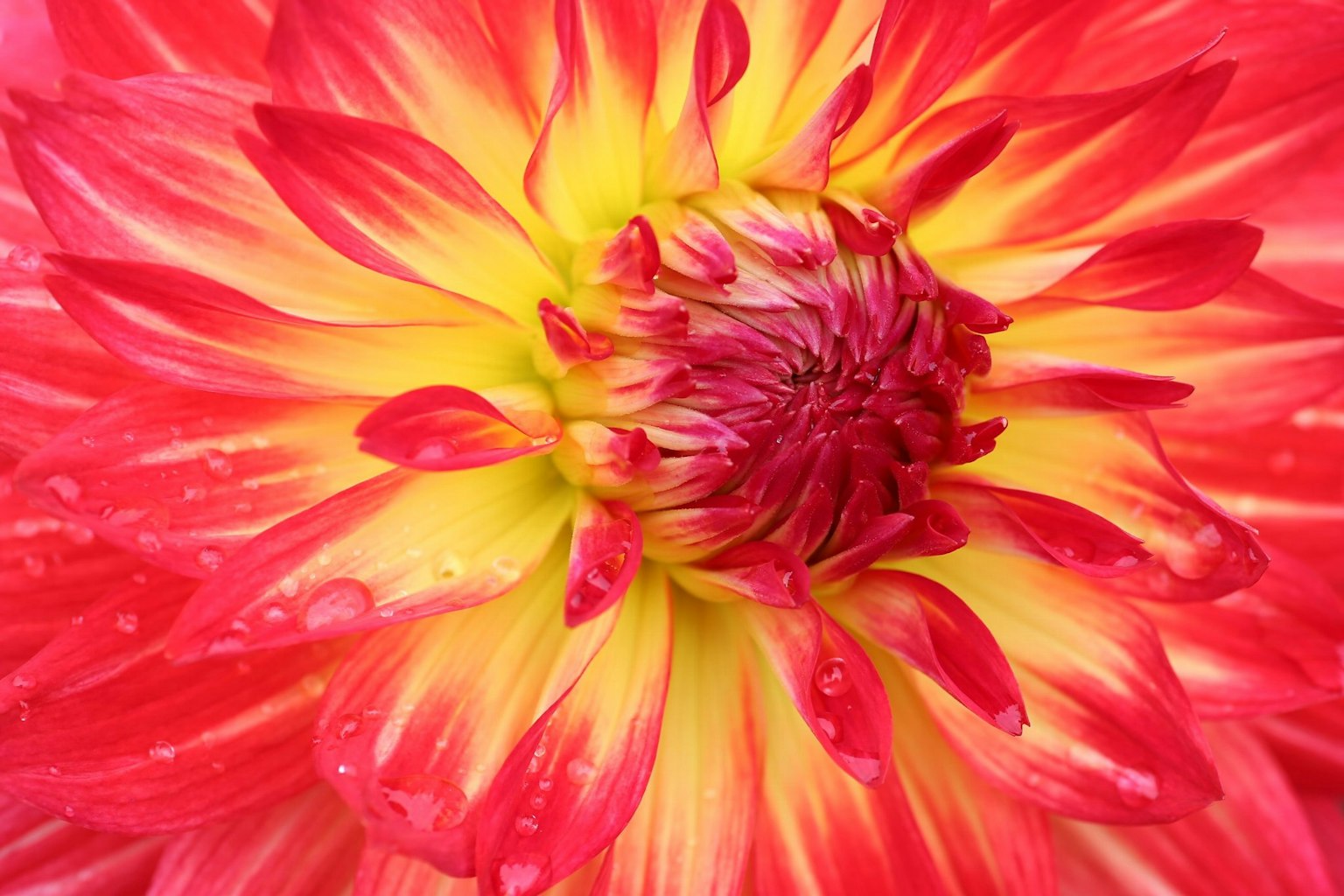 Primo piano del centro di un fiore di dalia rosso e giallo vivace