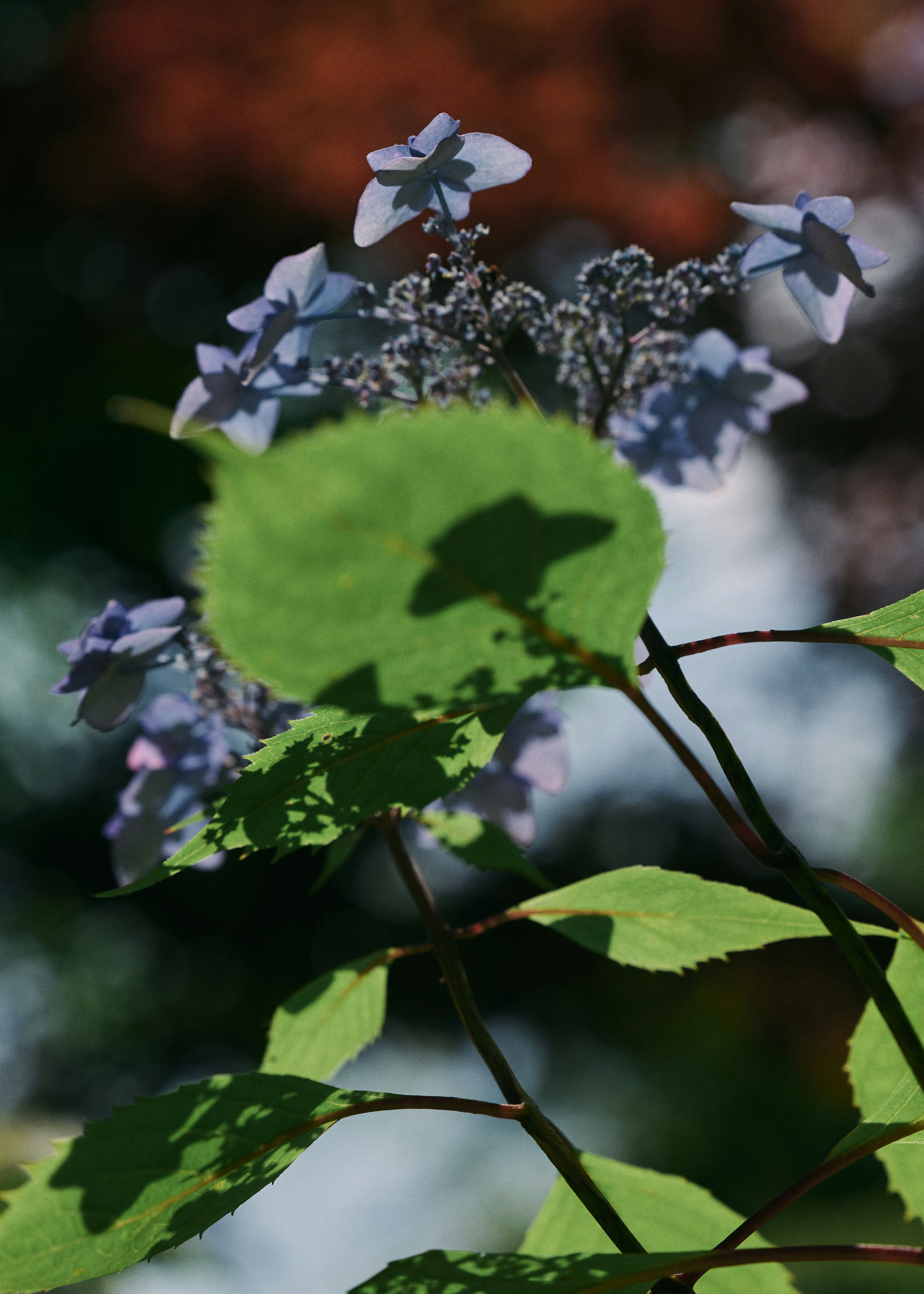 葉に咲く小さな花と紫の花びらのクローズアップ