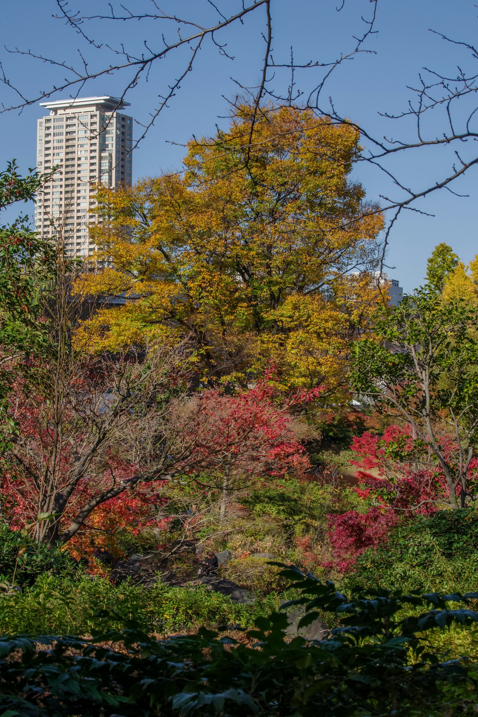 Städtische Landschaft mit einem Hochhaus und lebhaften Herbstbäumen