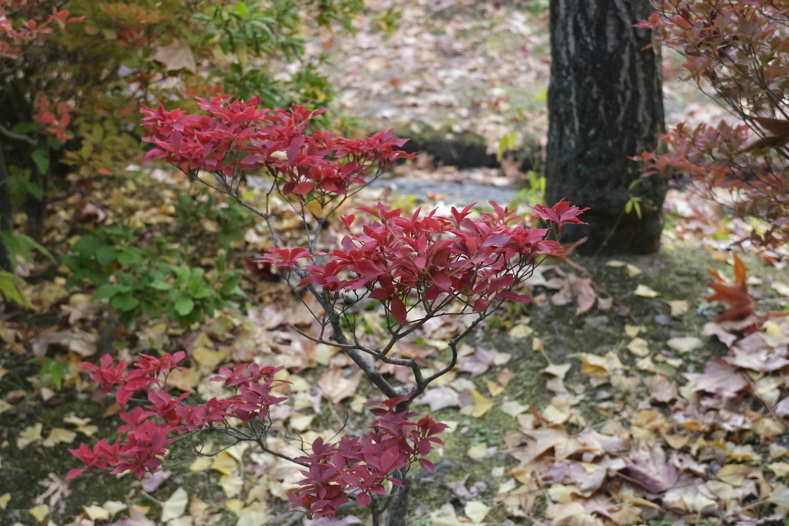 Pequeño árbol con hojas rojas en un jardín cubierto de hojas caídas
