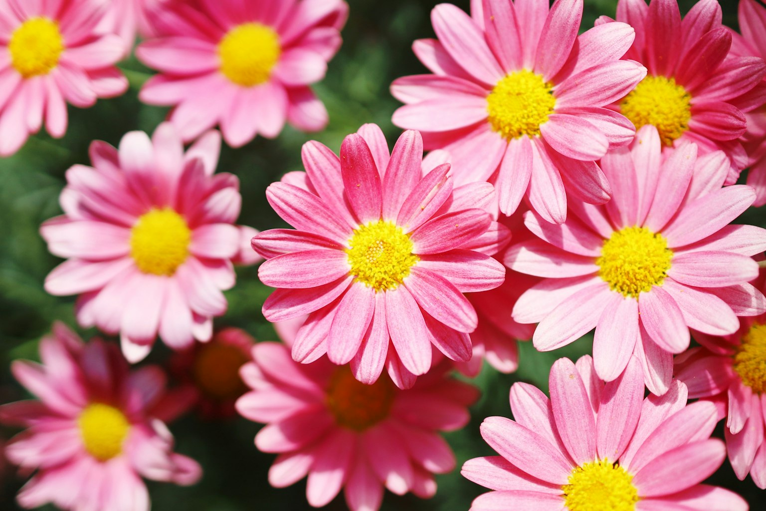 Kedekatan bunga pink dengan pusat kuning