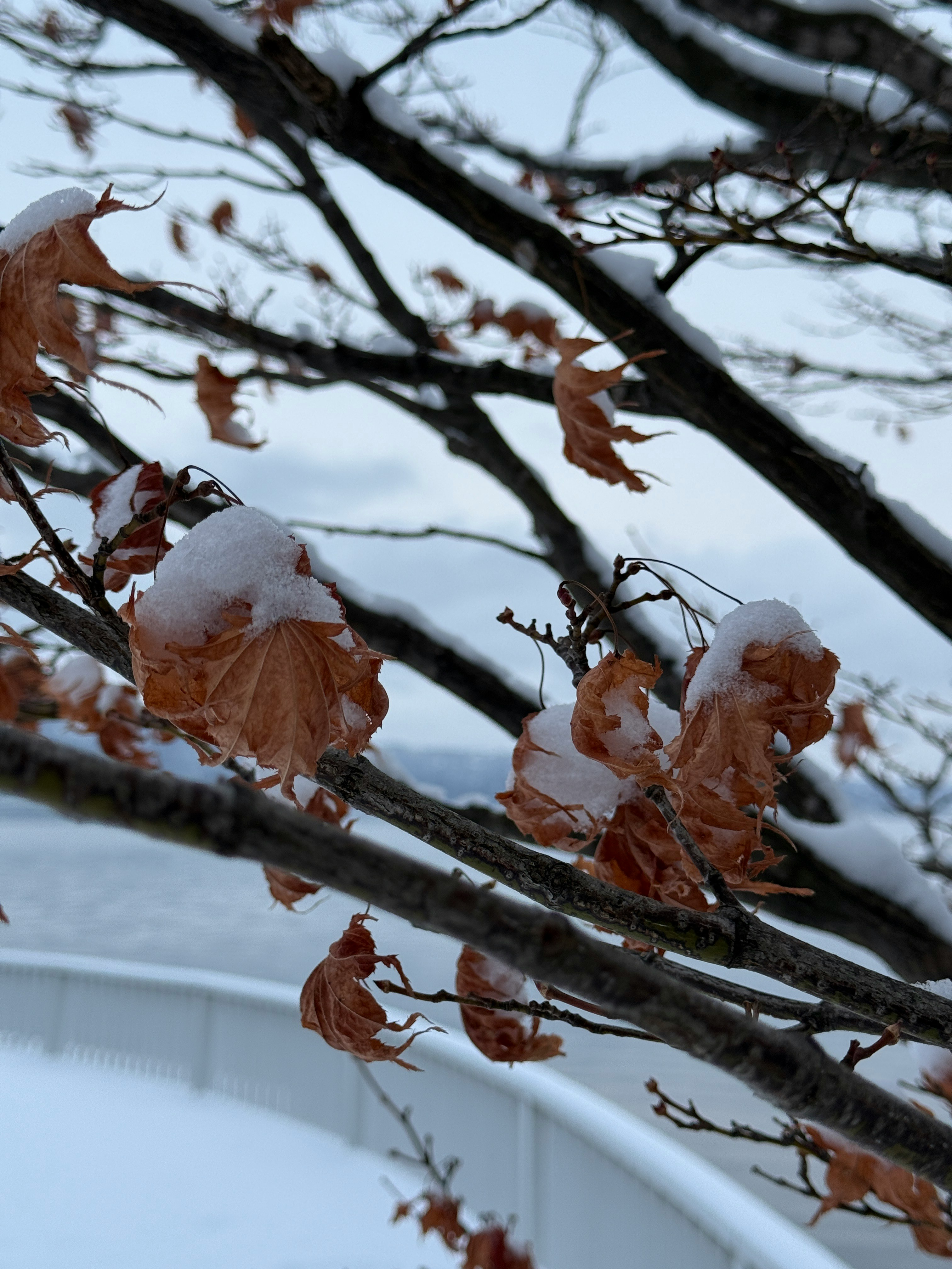 雪の積もった枝に残る枯れ葉のクローズアップ