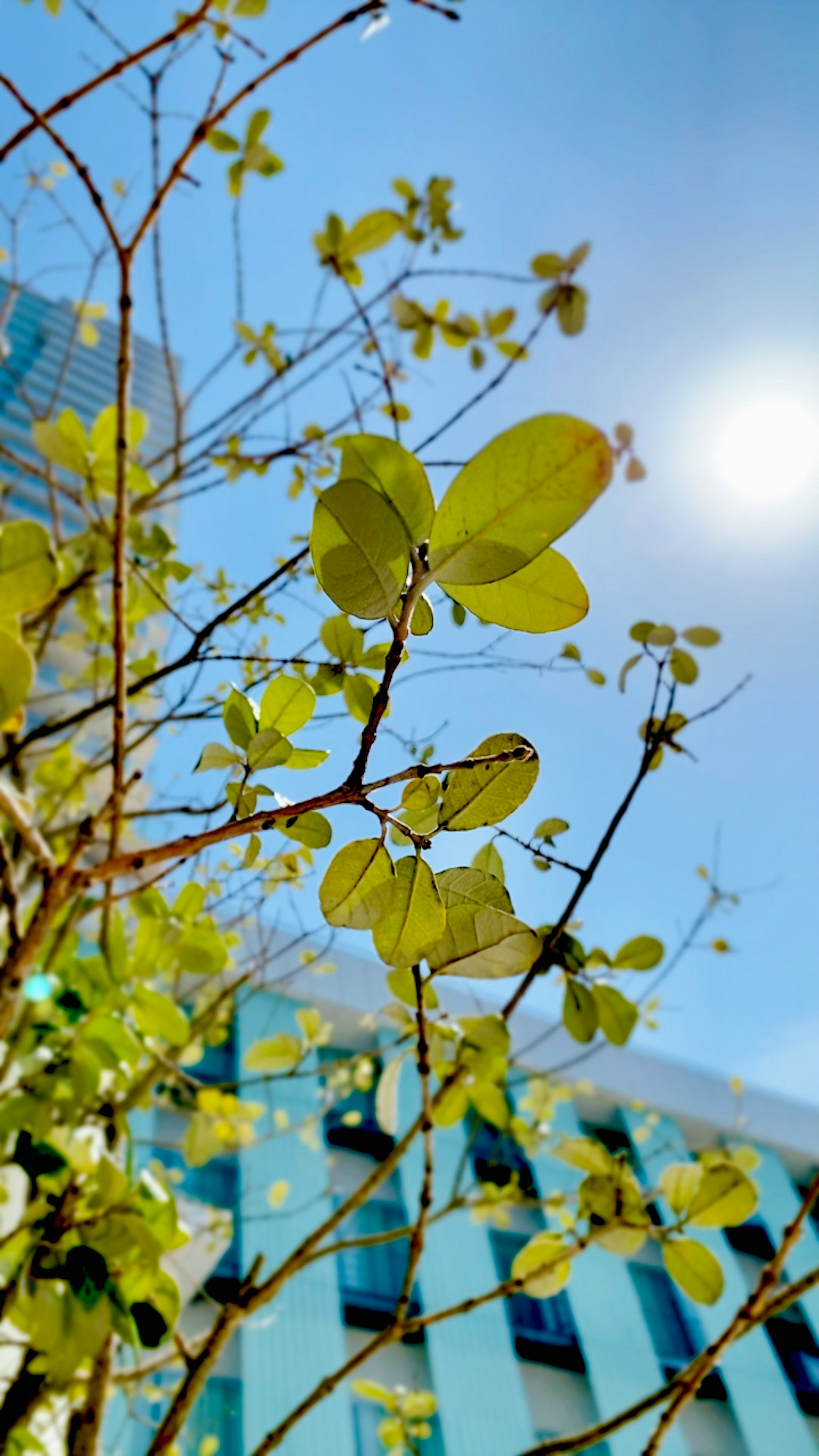 Close-up of green leaves and slender branches under blue sky and sunlight