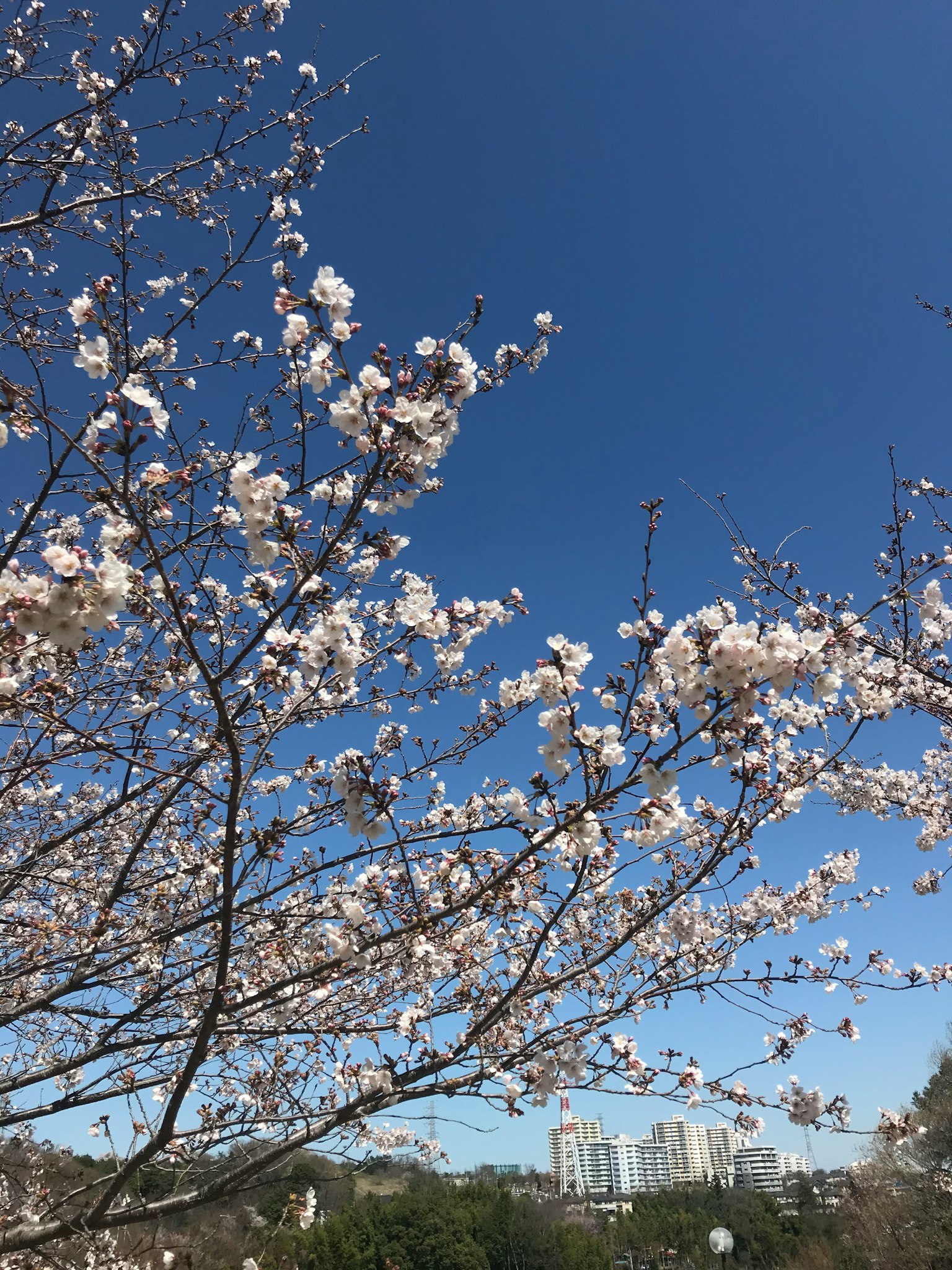 Flores de cerezo en flor bajo un cielo azul claro con edificios al fondo