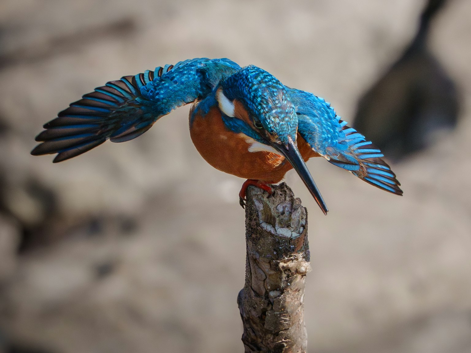 A kingfisher with bright blue feathers perched on a wooden post