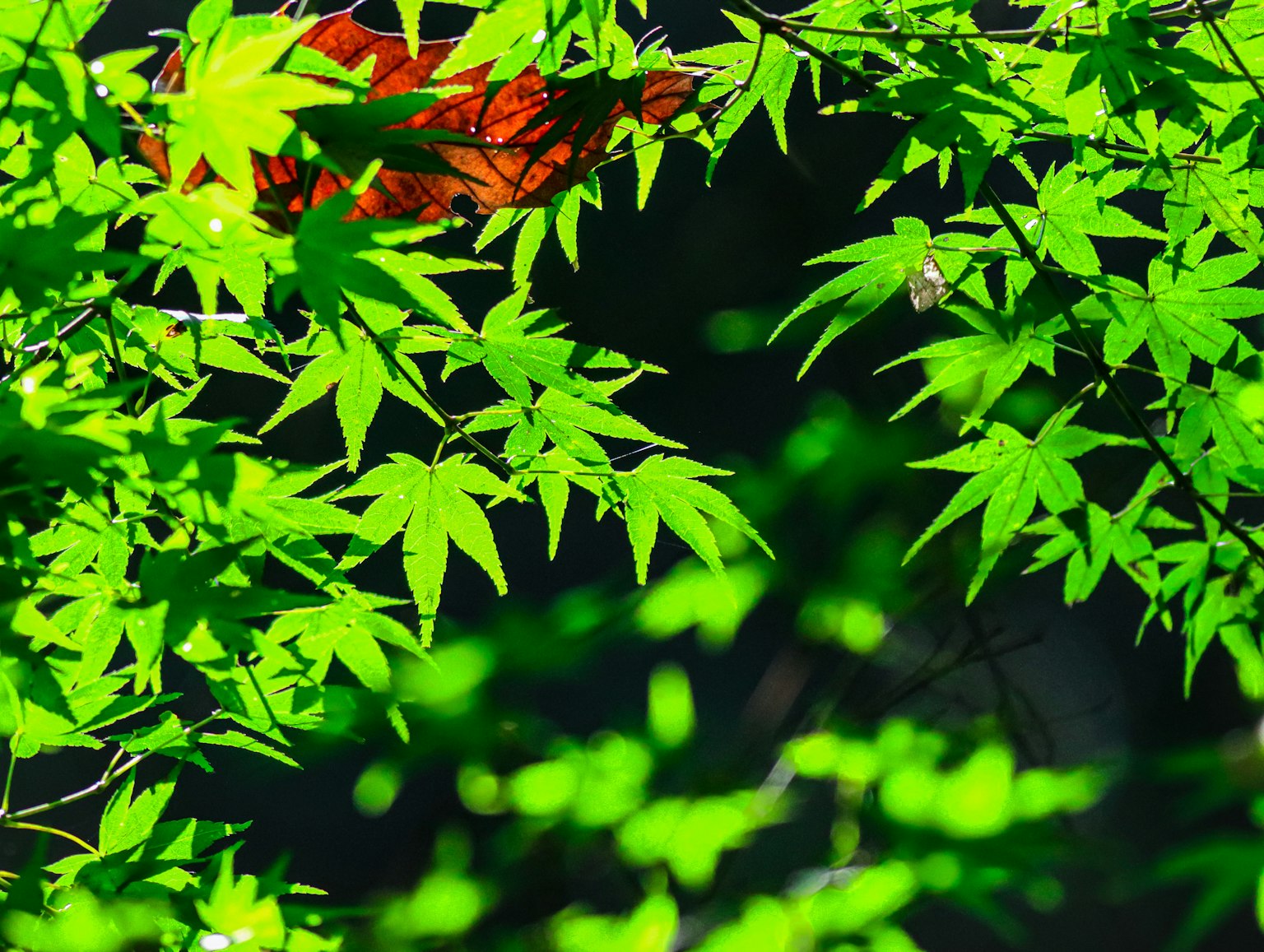 Beautiful scene of green leaves with a touch of red leaves