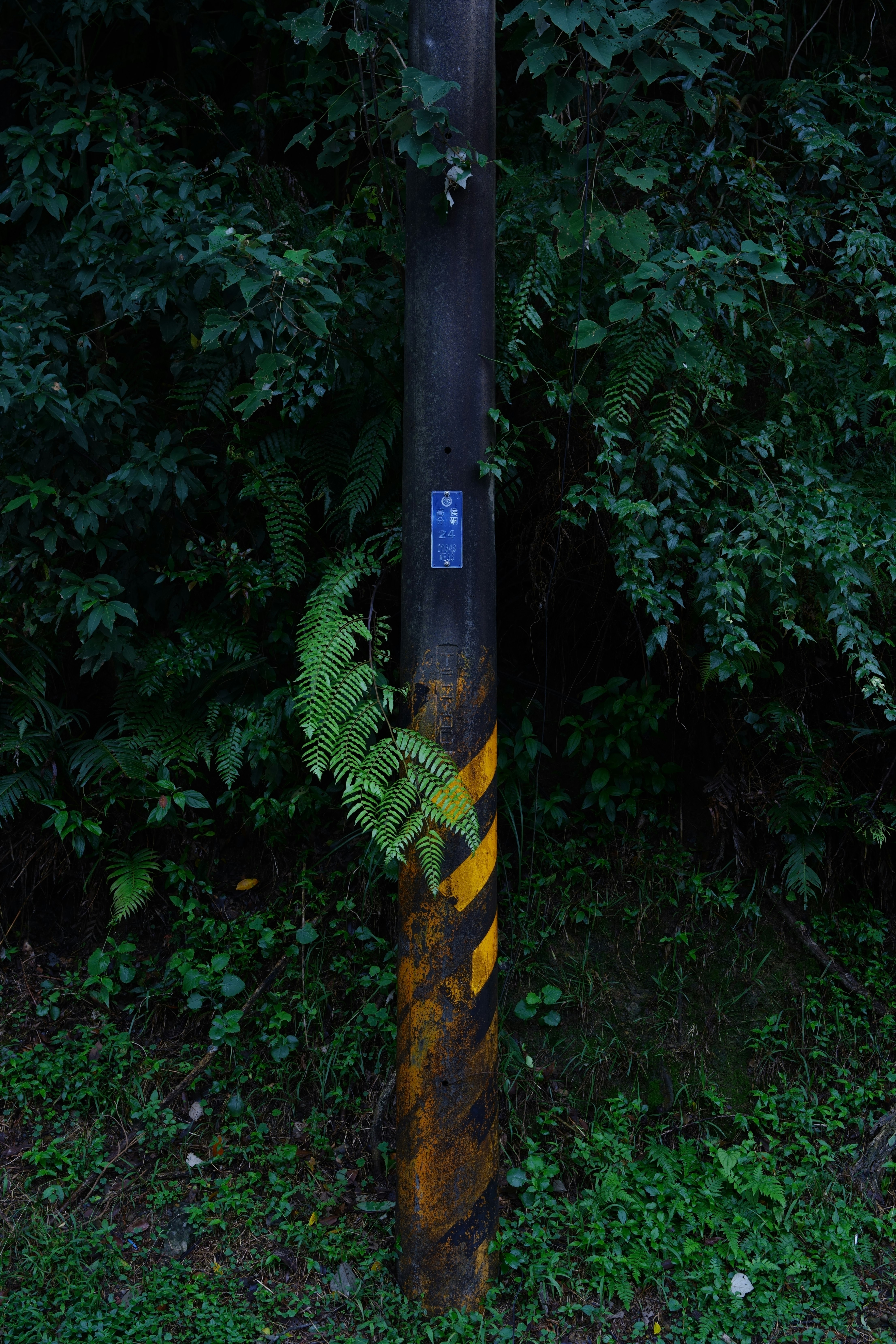 緑の茂みの中に立つ青い標識付きの電柱