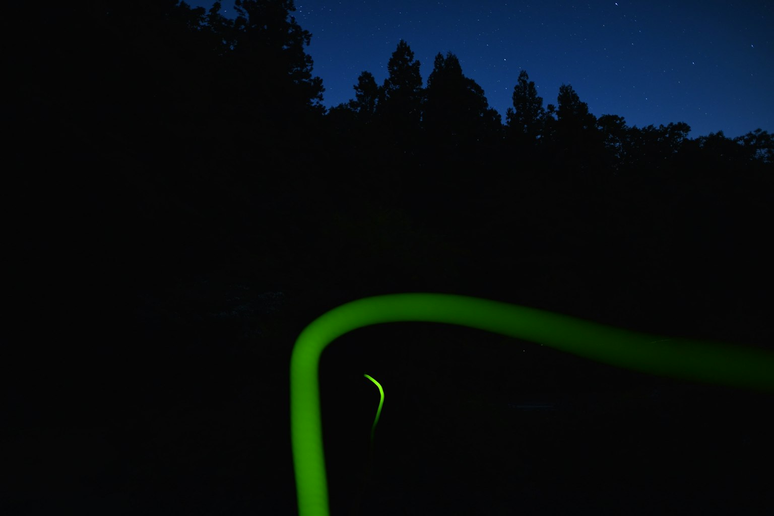 Scena notturna di una foresta buia con una linea verde luminescente che curva