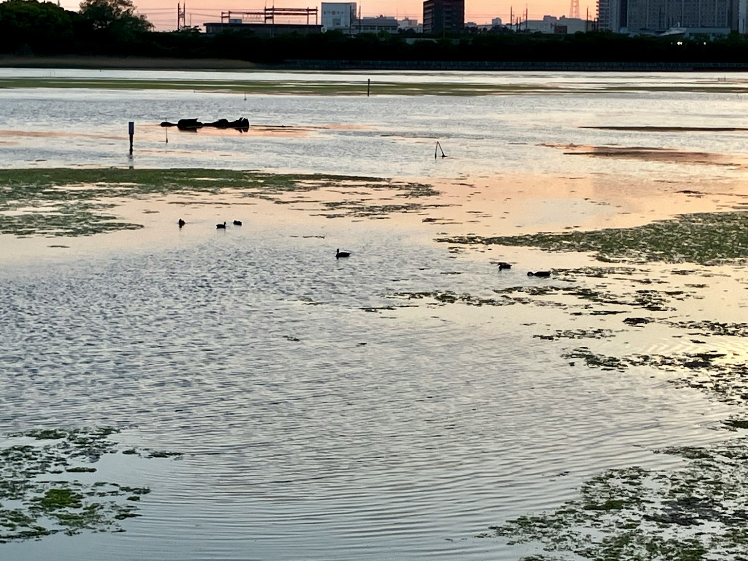 宁静的水面上漂浮着水生植物和美丽的夕阳倒影