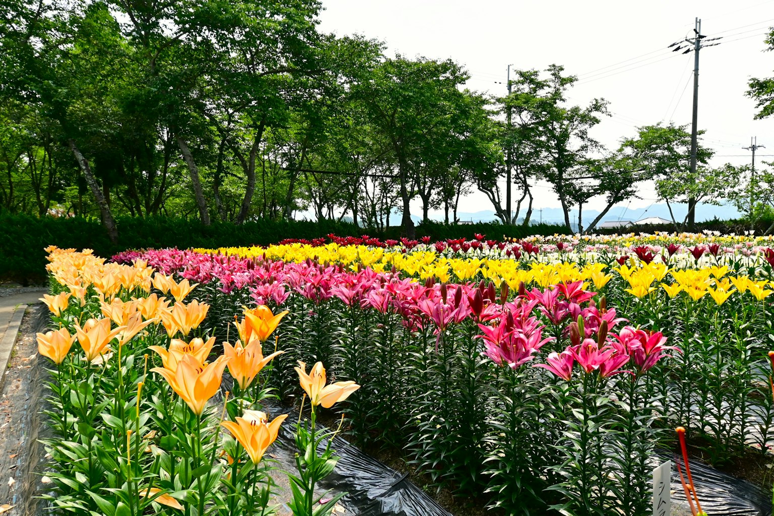 色とりどりのユリの花が並ぶ美しい花畑