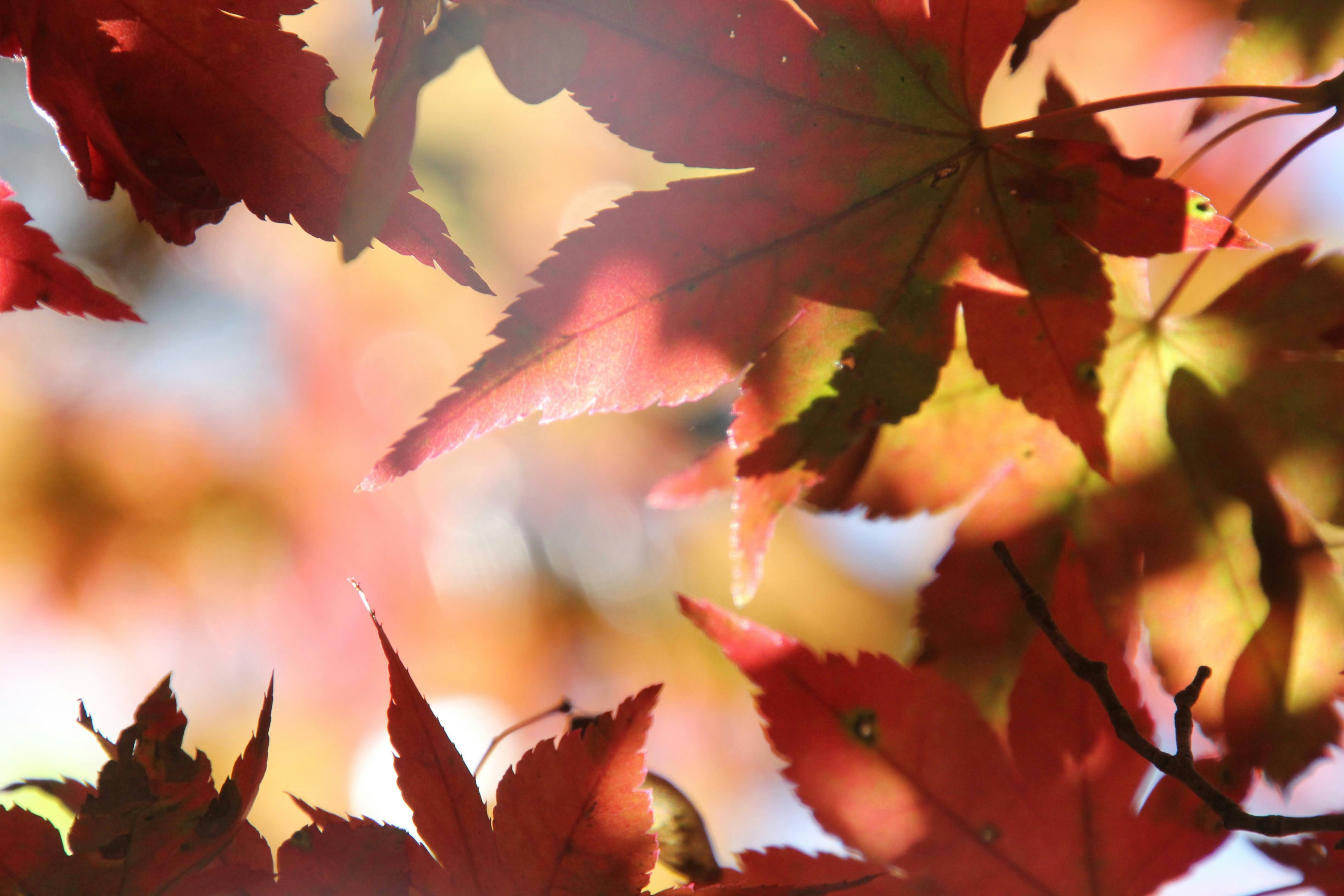 紅葉の葉が逆光で揺れるもみじのクローズアップ