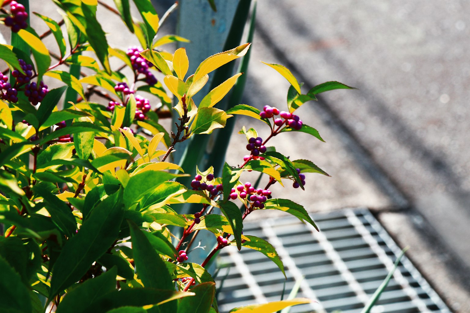 Eine Pflanze mit grünen Blättern und lila Blumen ist in der Nähe, mit einem grauen Abflussgitter im Hintergrund