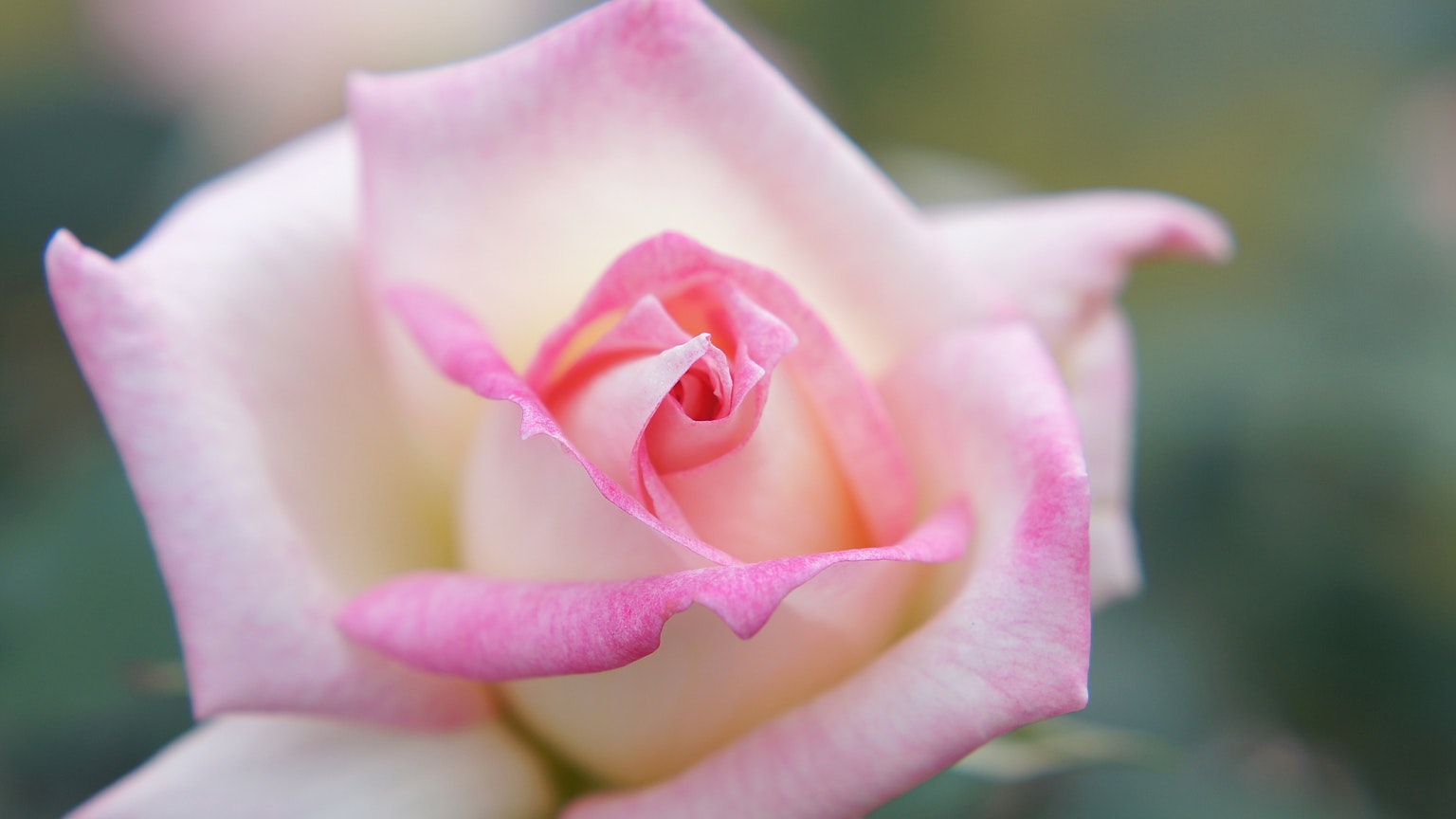 Fleur de rose blanche avec des bords roses