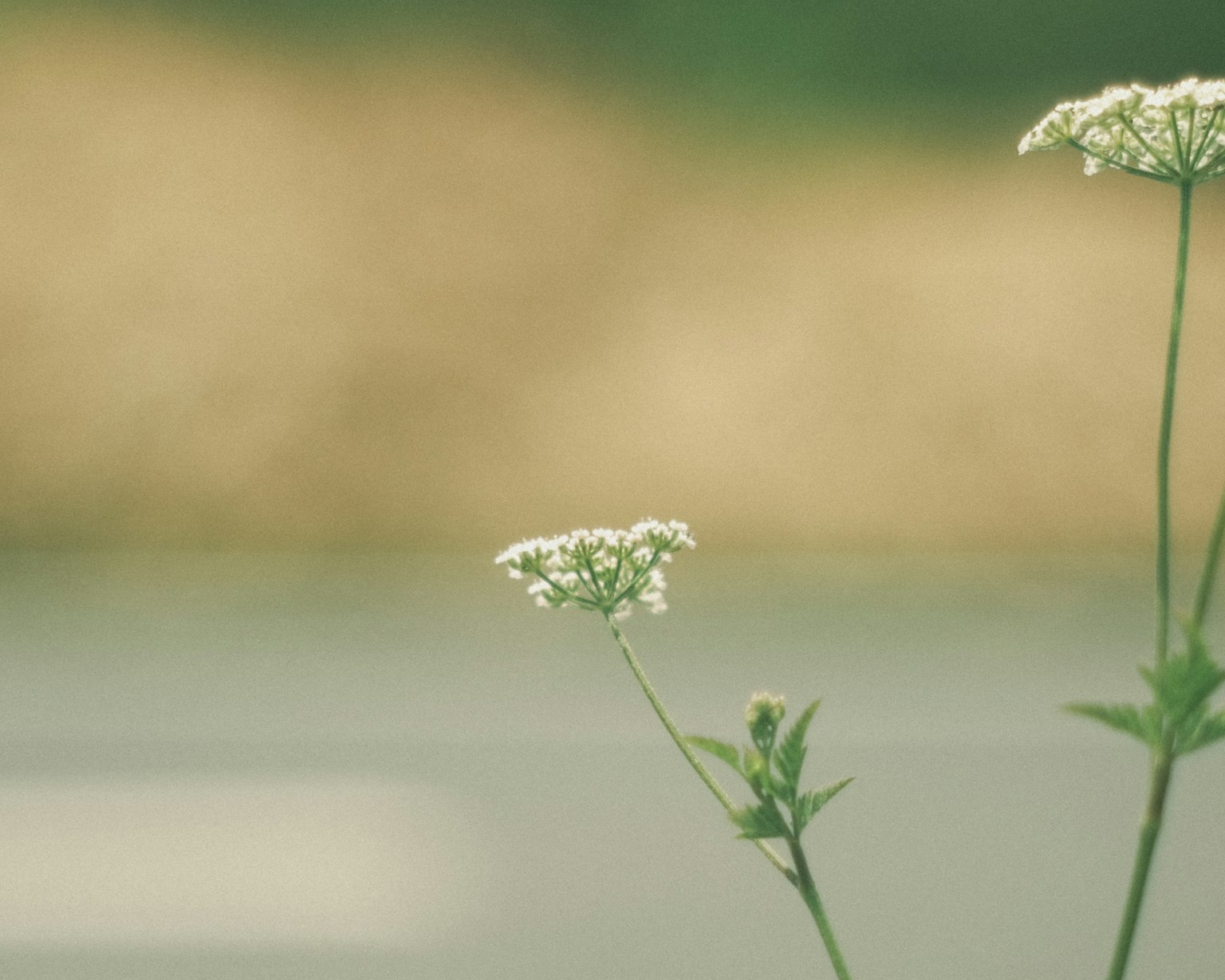 一小簇白花在綠茎上，背景模糊