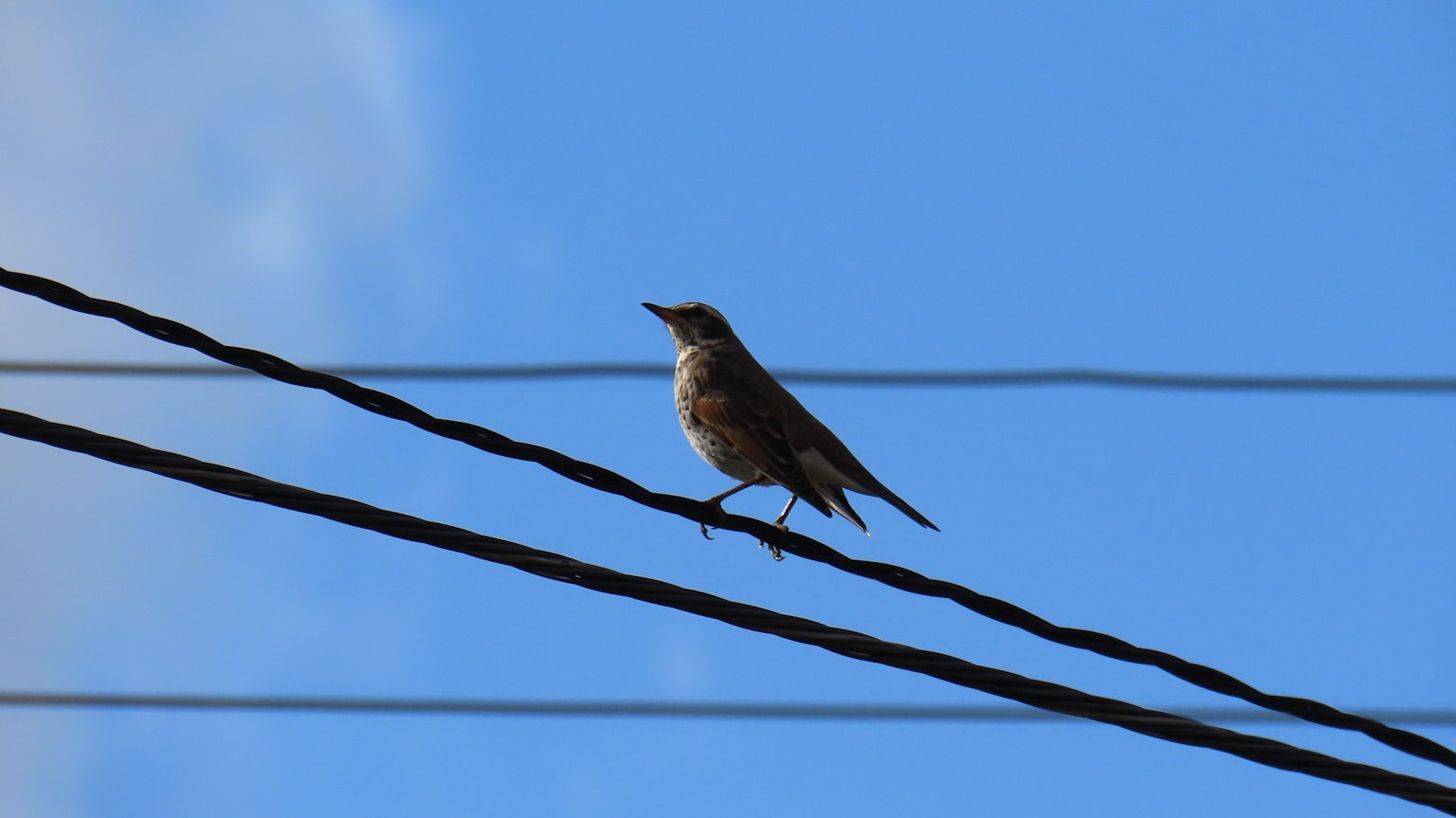 Un piccolo uccello appollaiato su fili elettrici sotto un cielo azzurro