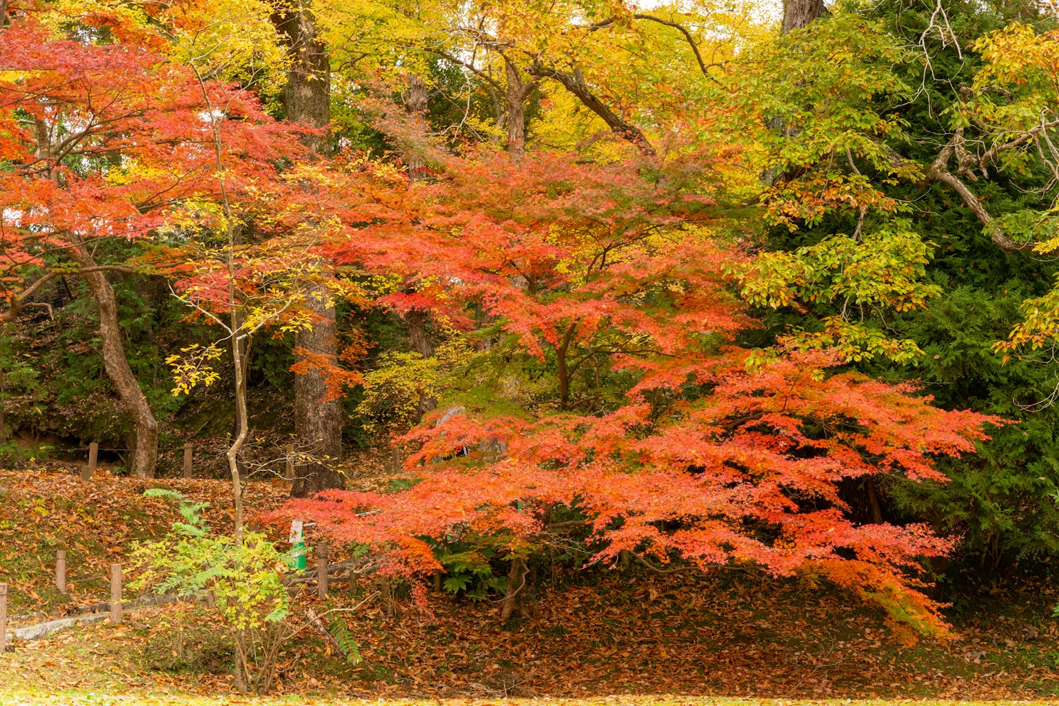 Follaje de otoño vibrante con árboles rojos y verdes creando un paisaje armonioso
