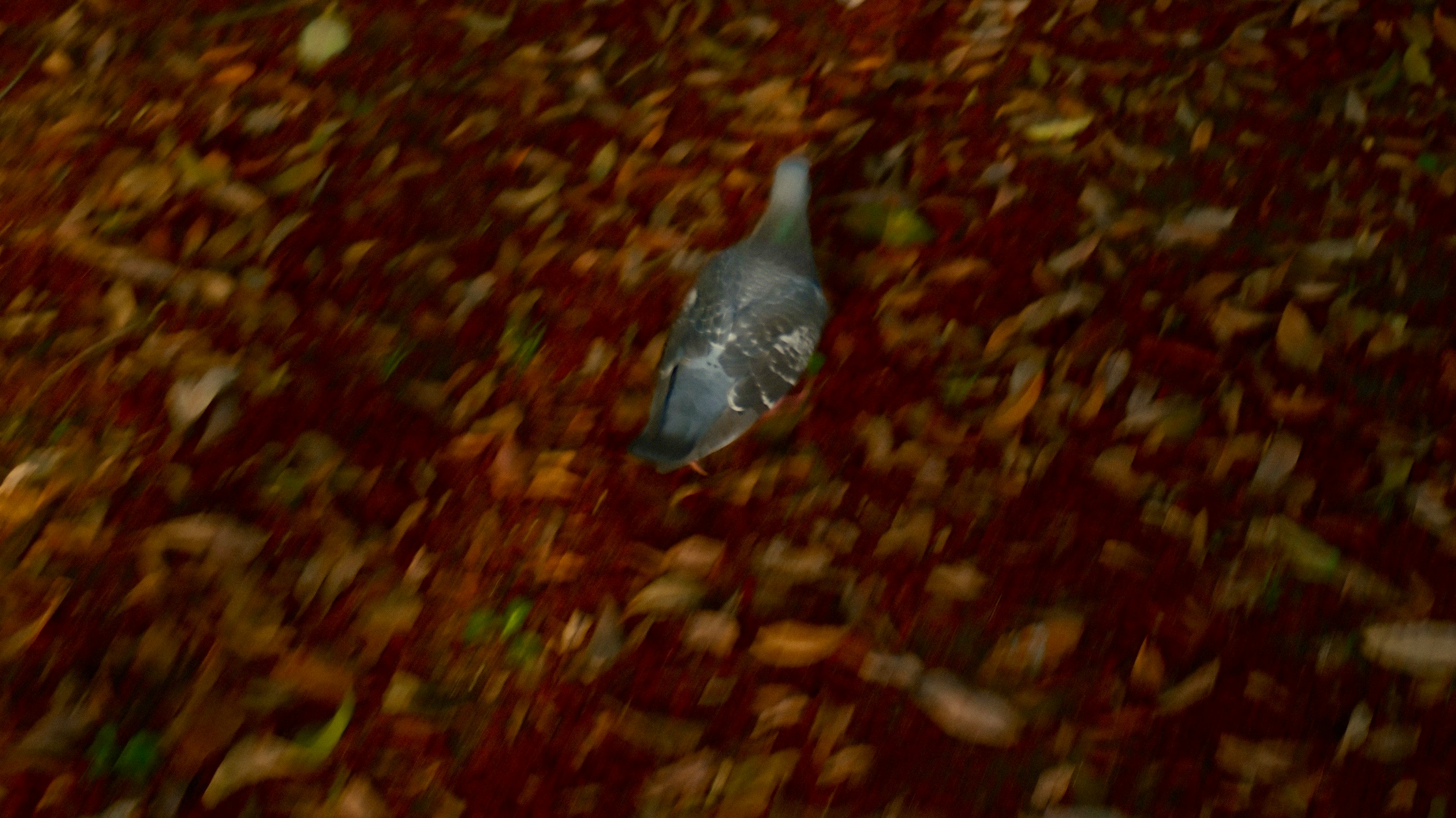 small stone-like object on a red patterned carpet