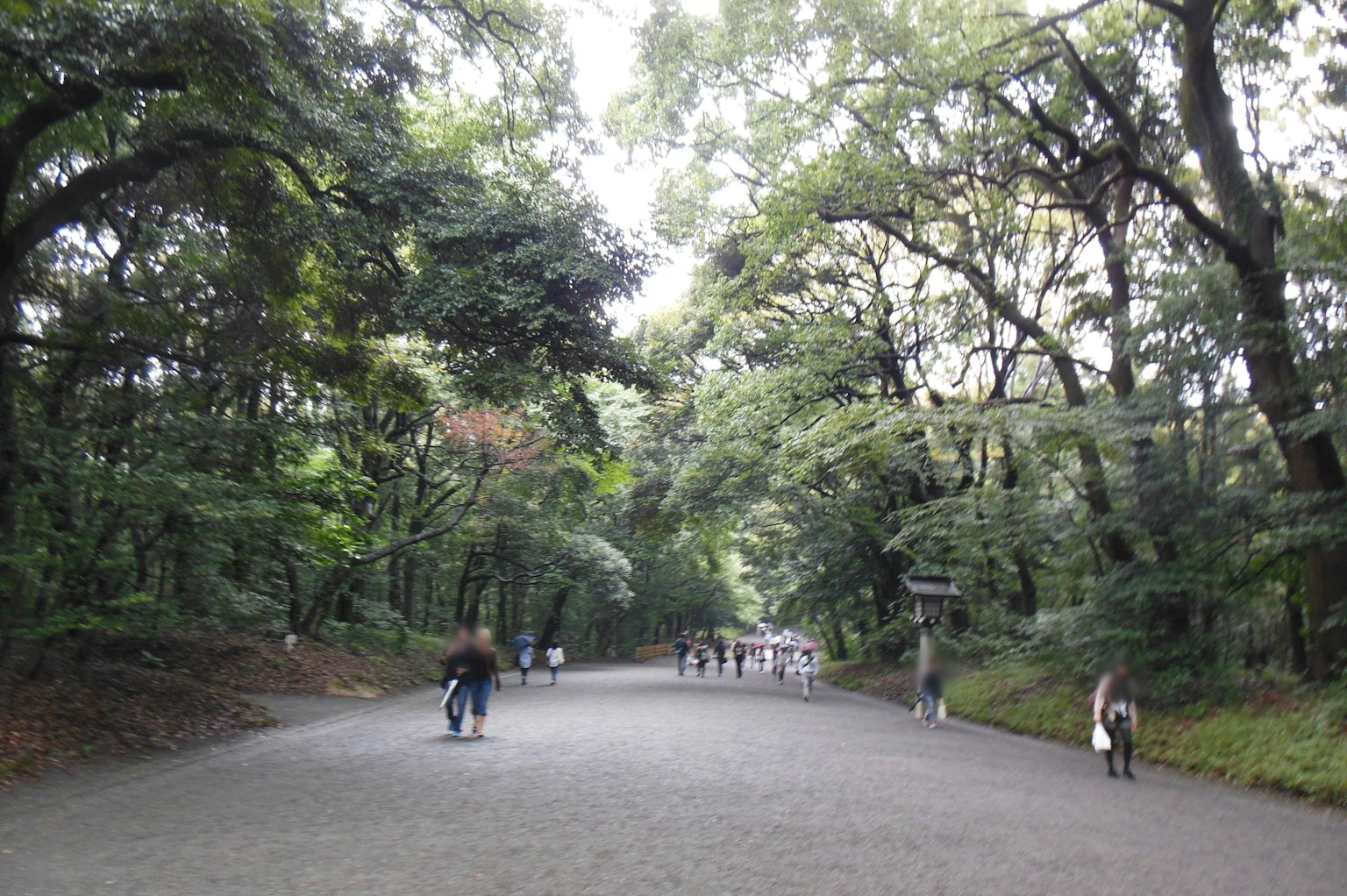 Scenic pathway through a lush green forest with people walking