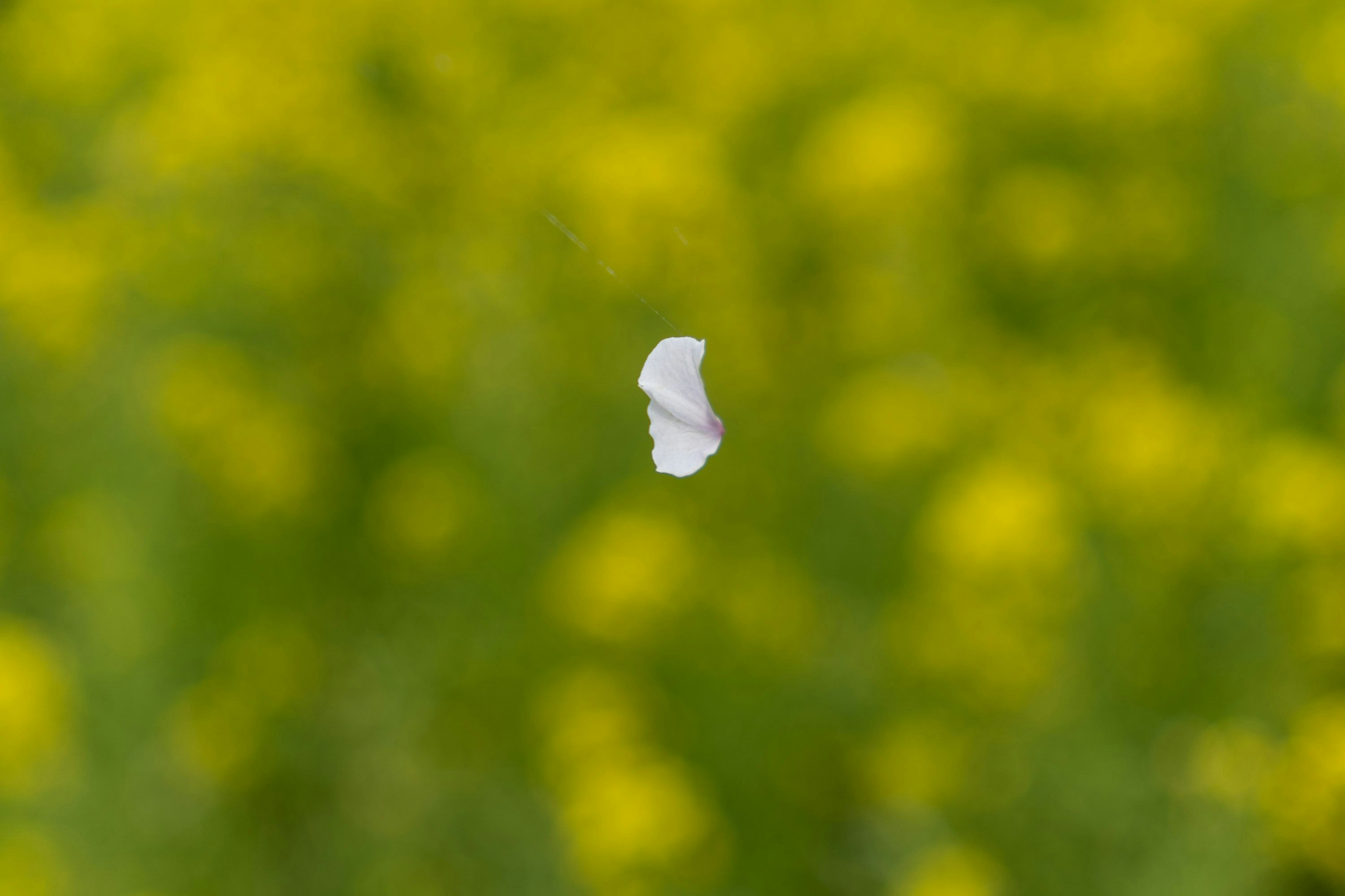 緑の芝生の上に浮かぶ白い花びらのような小片