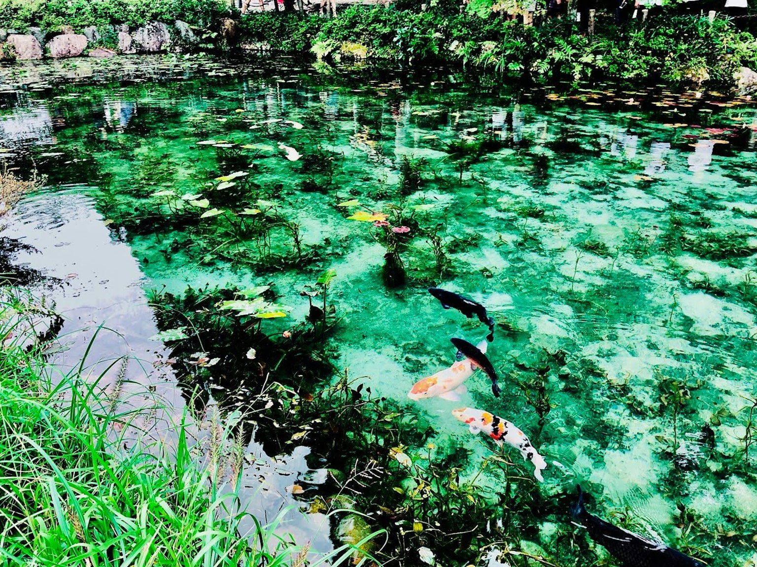 Carpas coloridas nadando en un estanque sereno con plantas acuáticas verdes