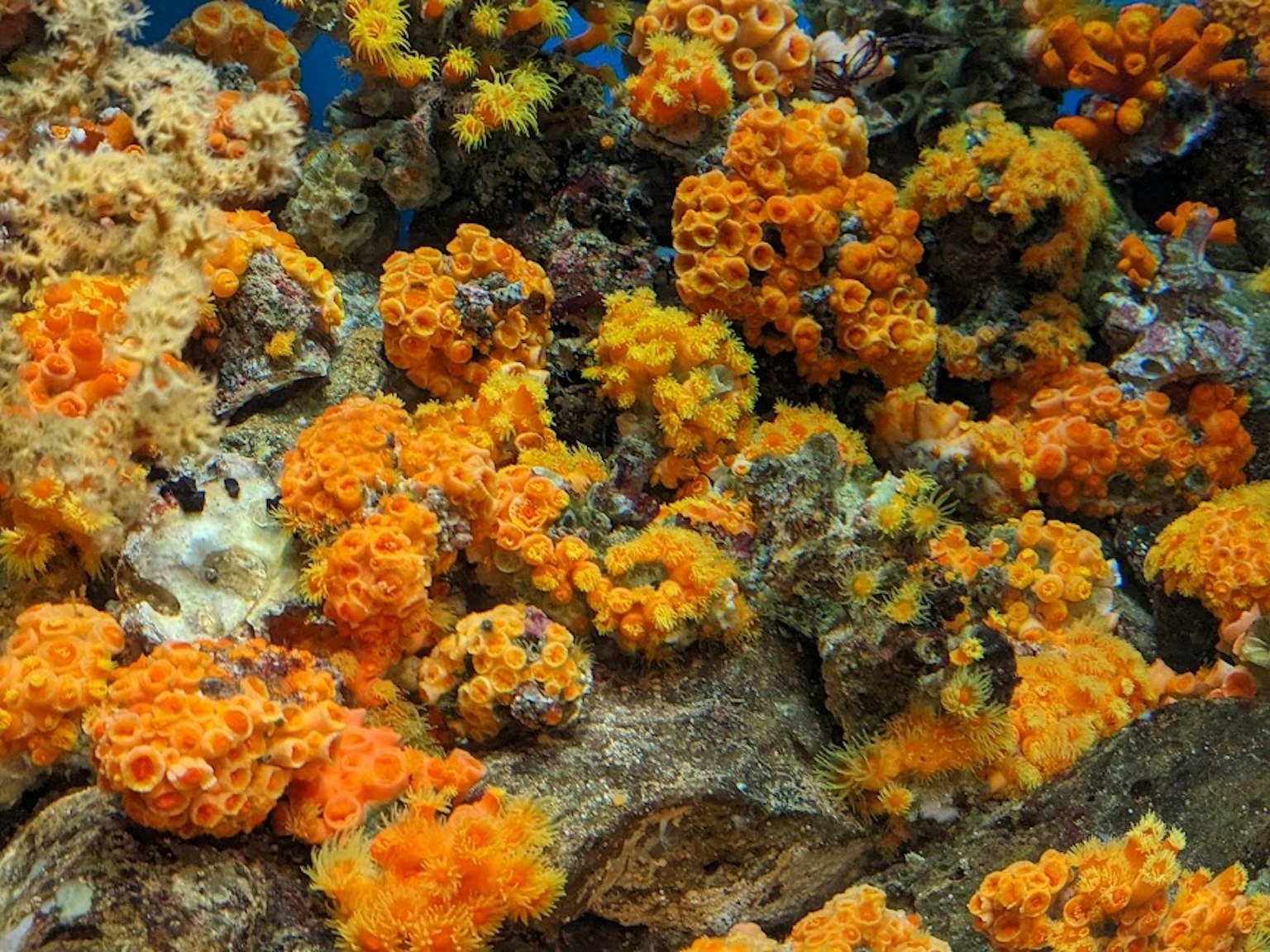 Vibrant orange coral formations covering the ocean floor
