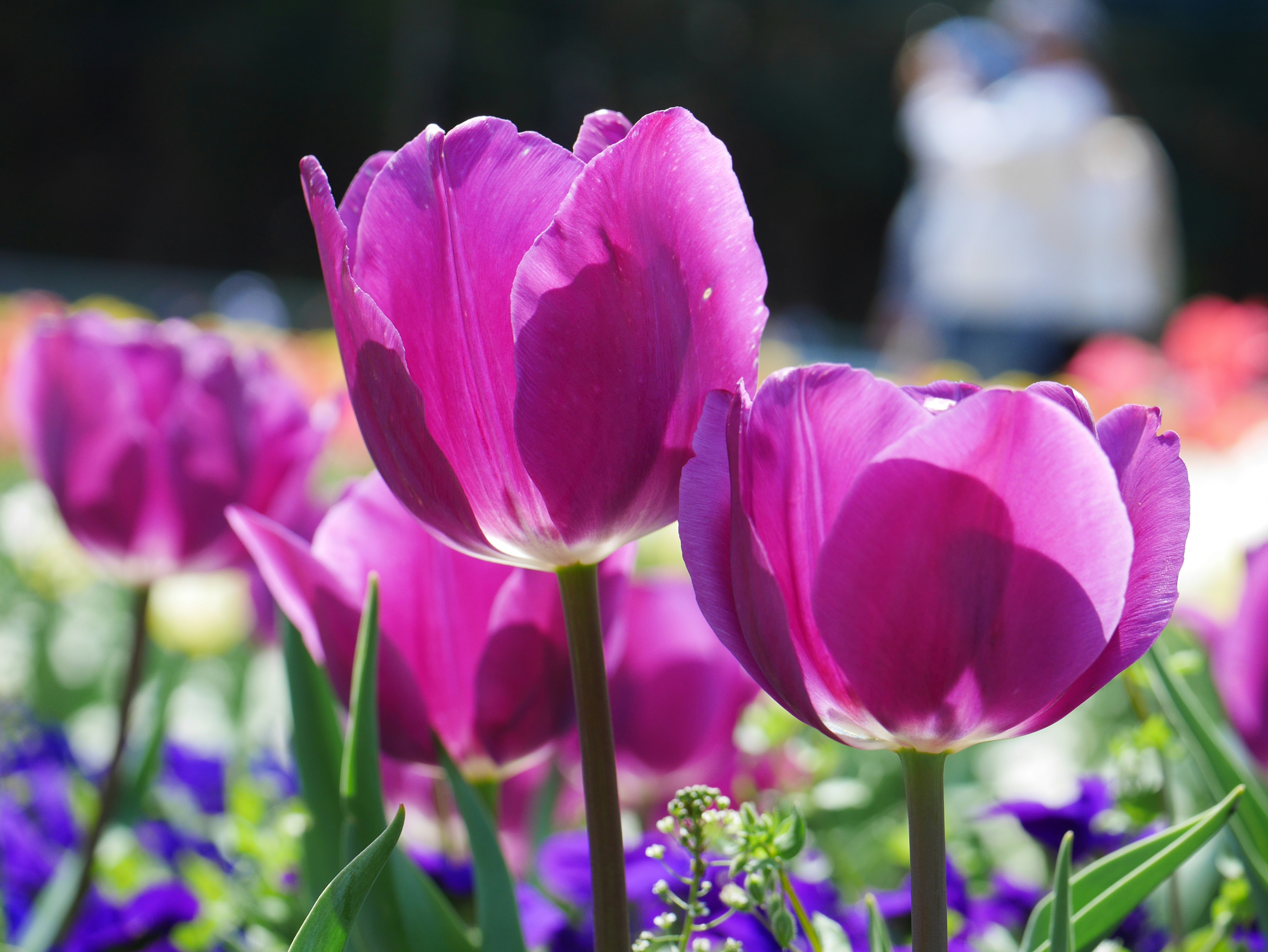紫とピンクのチューリップが咲く花畑