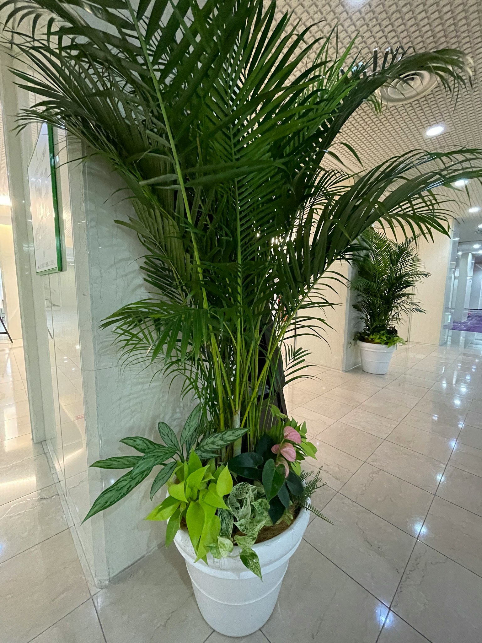 大型室内盆栽植物，郁郁葱葱的绿叶，白色花盆