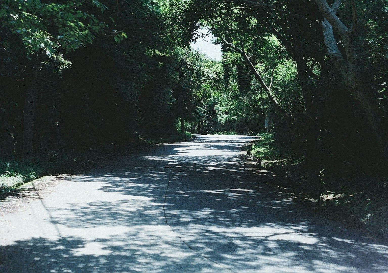 Une route sereine entourée de verdure luxuriante et de lumière tamisée