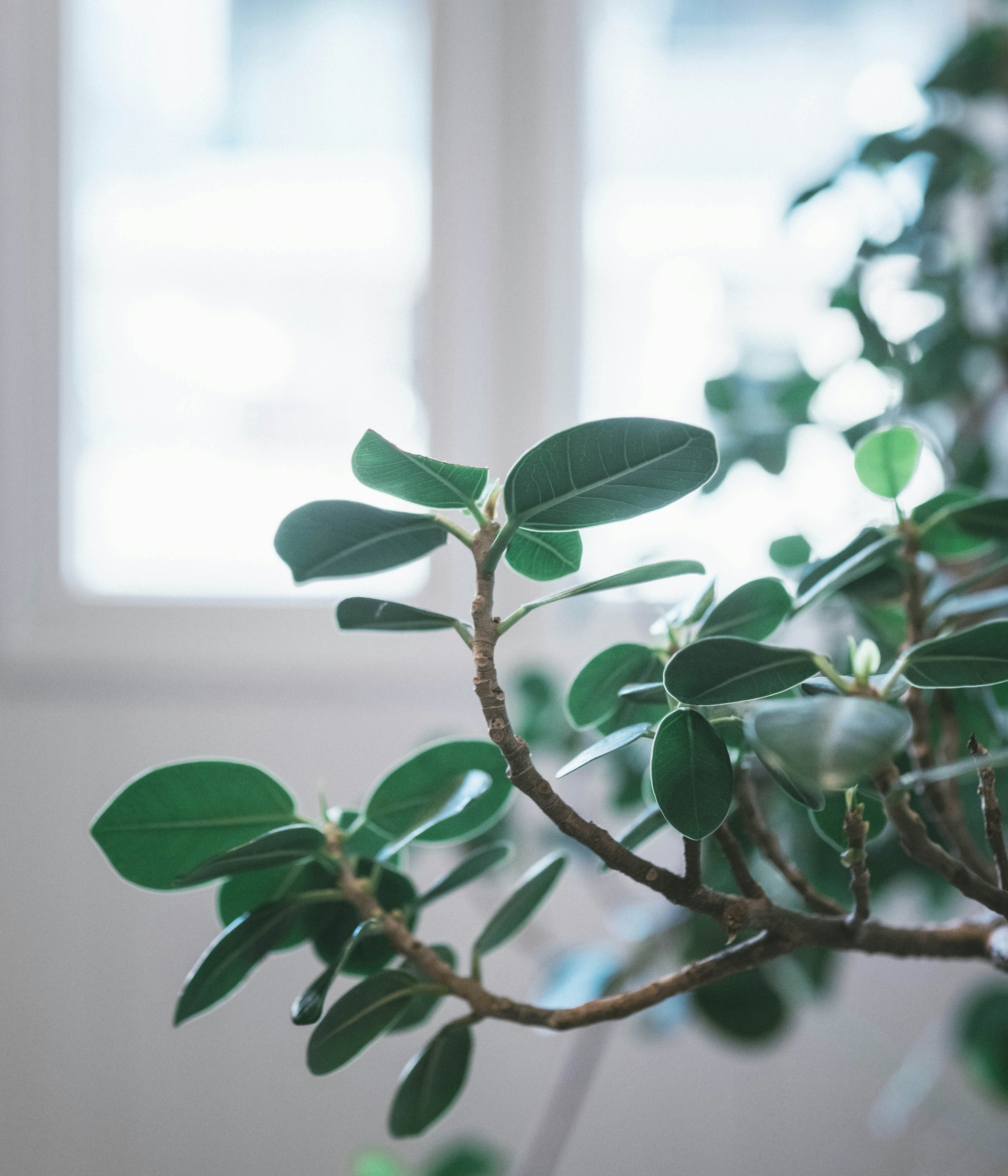 窓辺の観葉植物の枝と葉