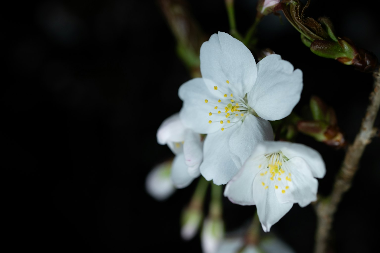 Fleurs de cerisier blanches sur fond noir