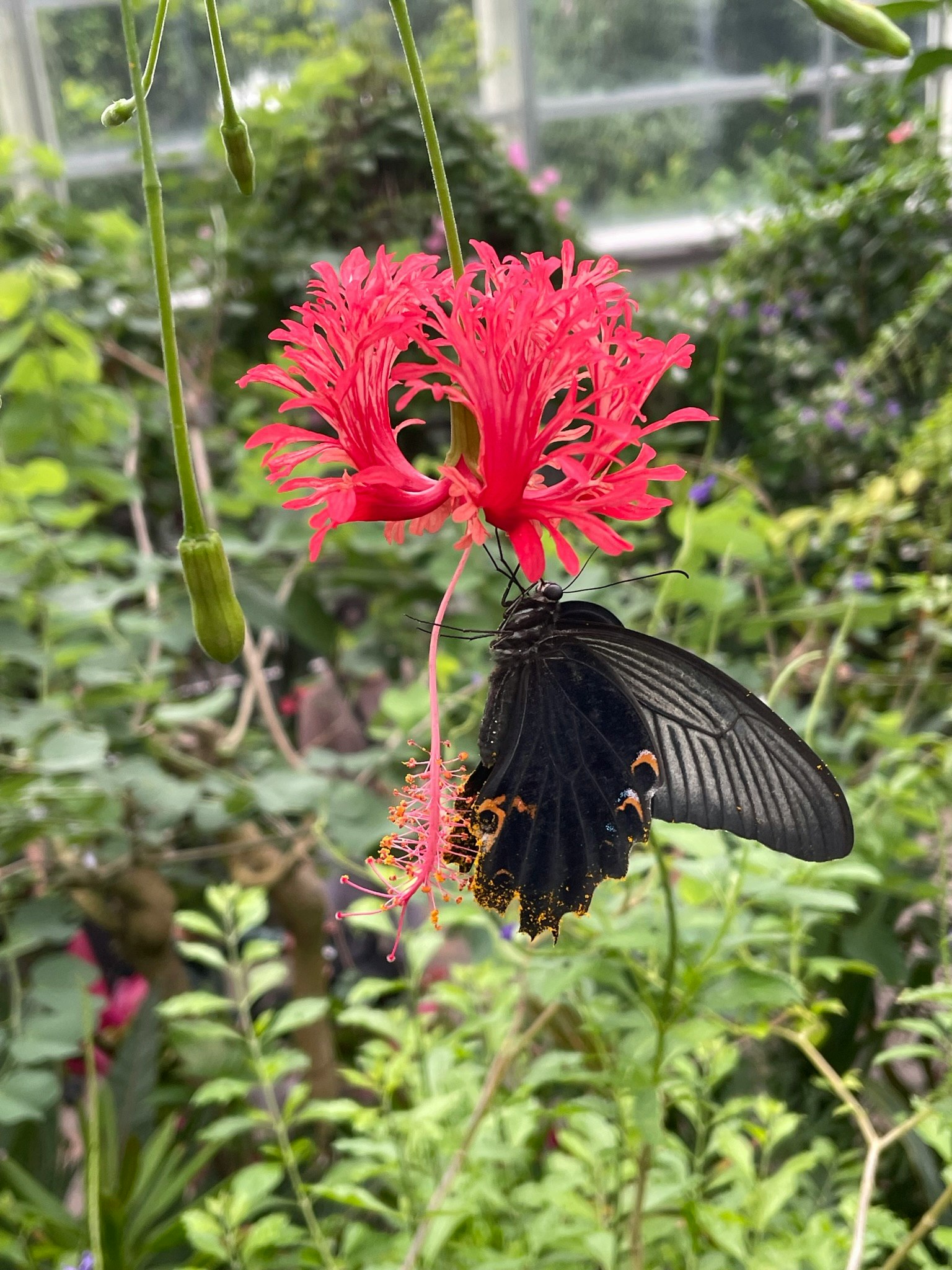 Un papillon noir se reposant sur une fleur rouge vif avec un arrière-plan verdoyant