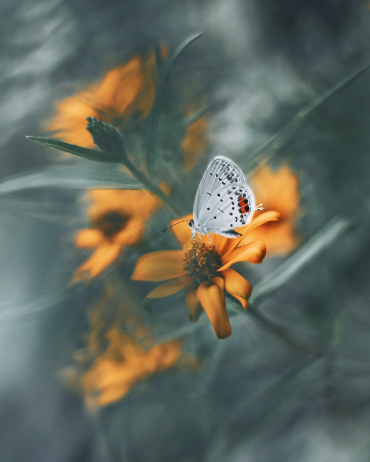 Mariposa posada sobre una flor amarilla con un suave desenfoque