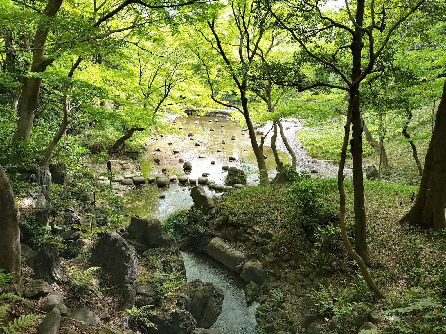 Forêt verdoyante avec un ruisseau et des pierres dans un paysage serein