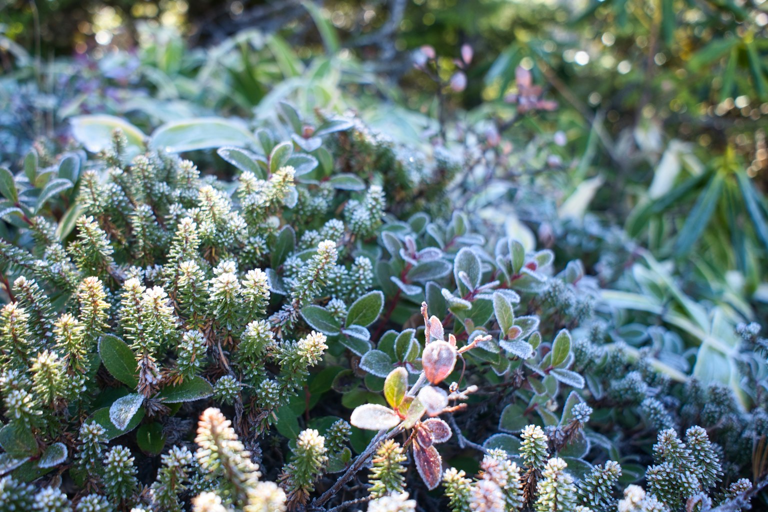 Primer plano de plantas diversas cubiertas de escarcha