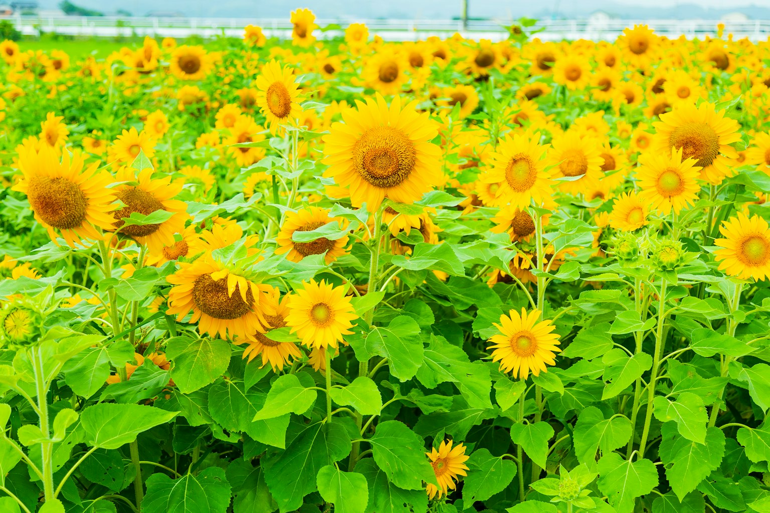 Un vivace campo di girasoli in piena fioritura con foglie verdi lussureggianti