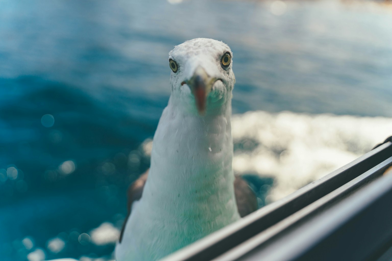 Foto in primo piano di un gabbiano vicino all'oceano