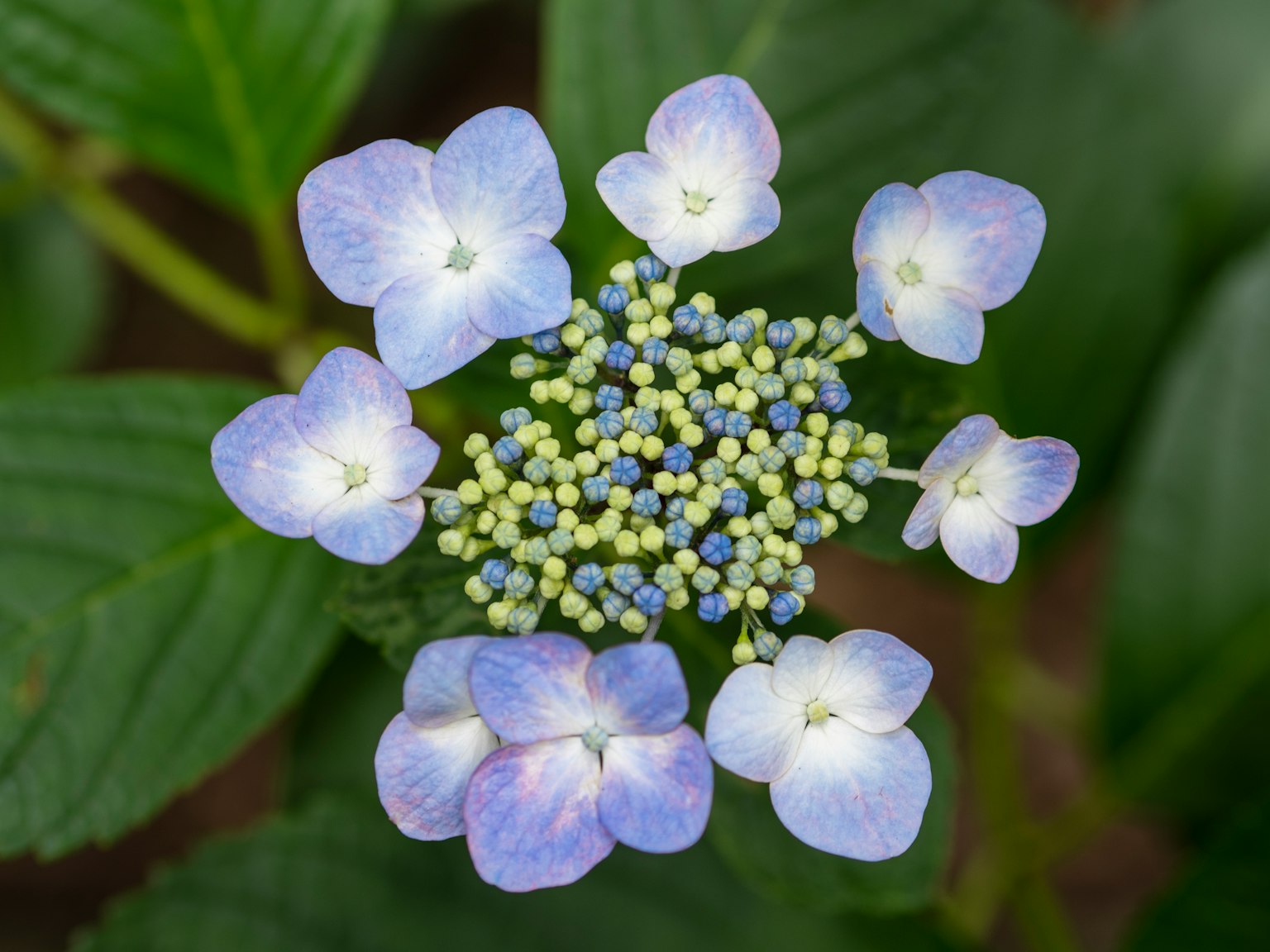 Una flor de hortensia con pétalos azules y blancos rodeando pequeños botones amarillos en el centro