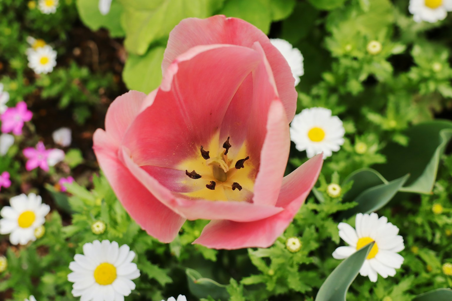 Rosa Tulpe blüht zwischen weißen Gänseblümchen